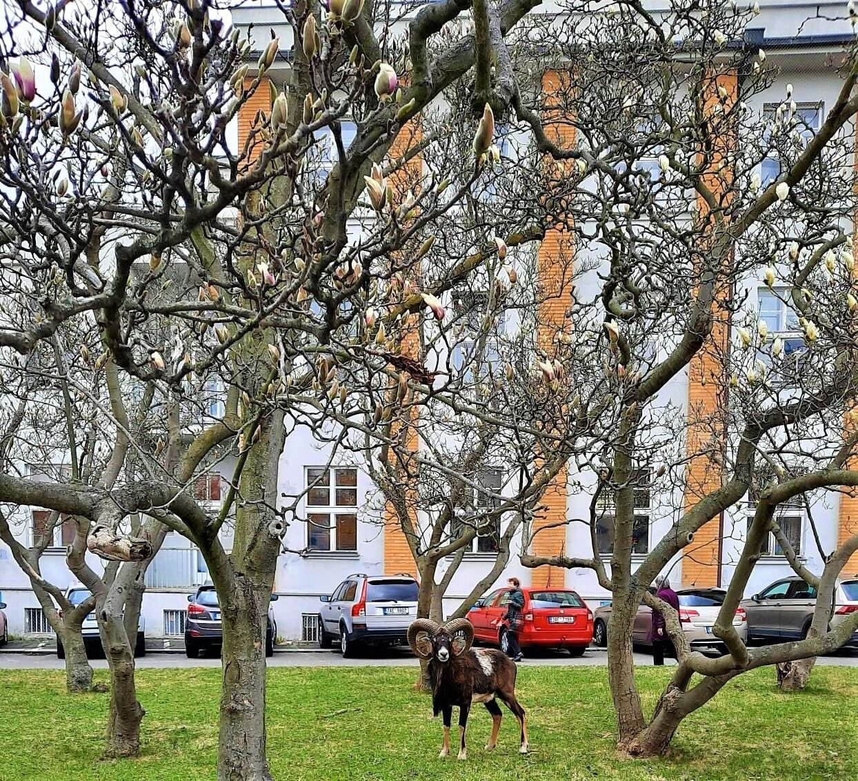 Frequent guests on the territory of one of the hospitals in Prague - Czech, Prague, Mouflon, Longpost