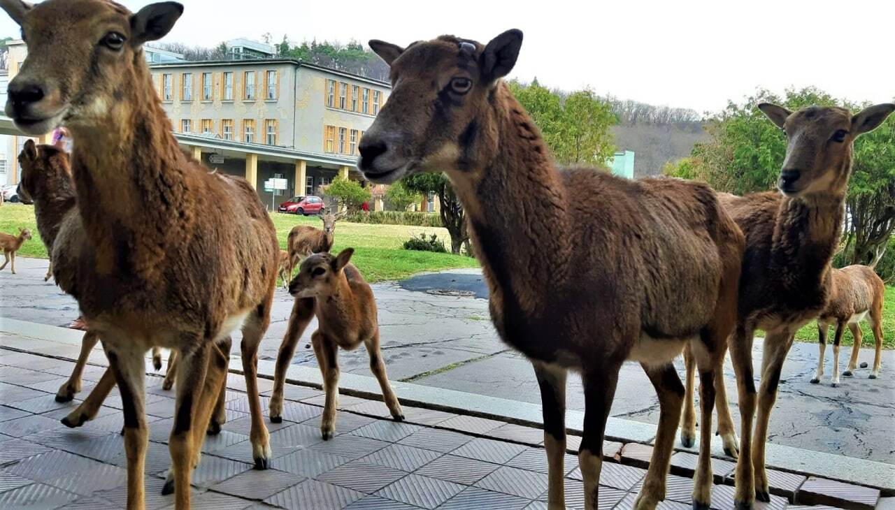 Frequent guests on the territory of one of the hospitals in Prague - Czech, Prague, Mouflon, Longpost