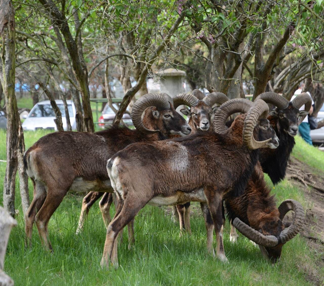 Frequent guests on the territory of one of the hospitals in Prague - Czech, Prague, Mouflon, Longpost