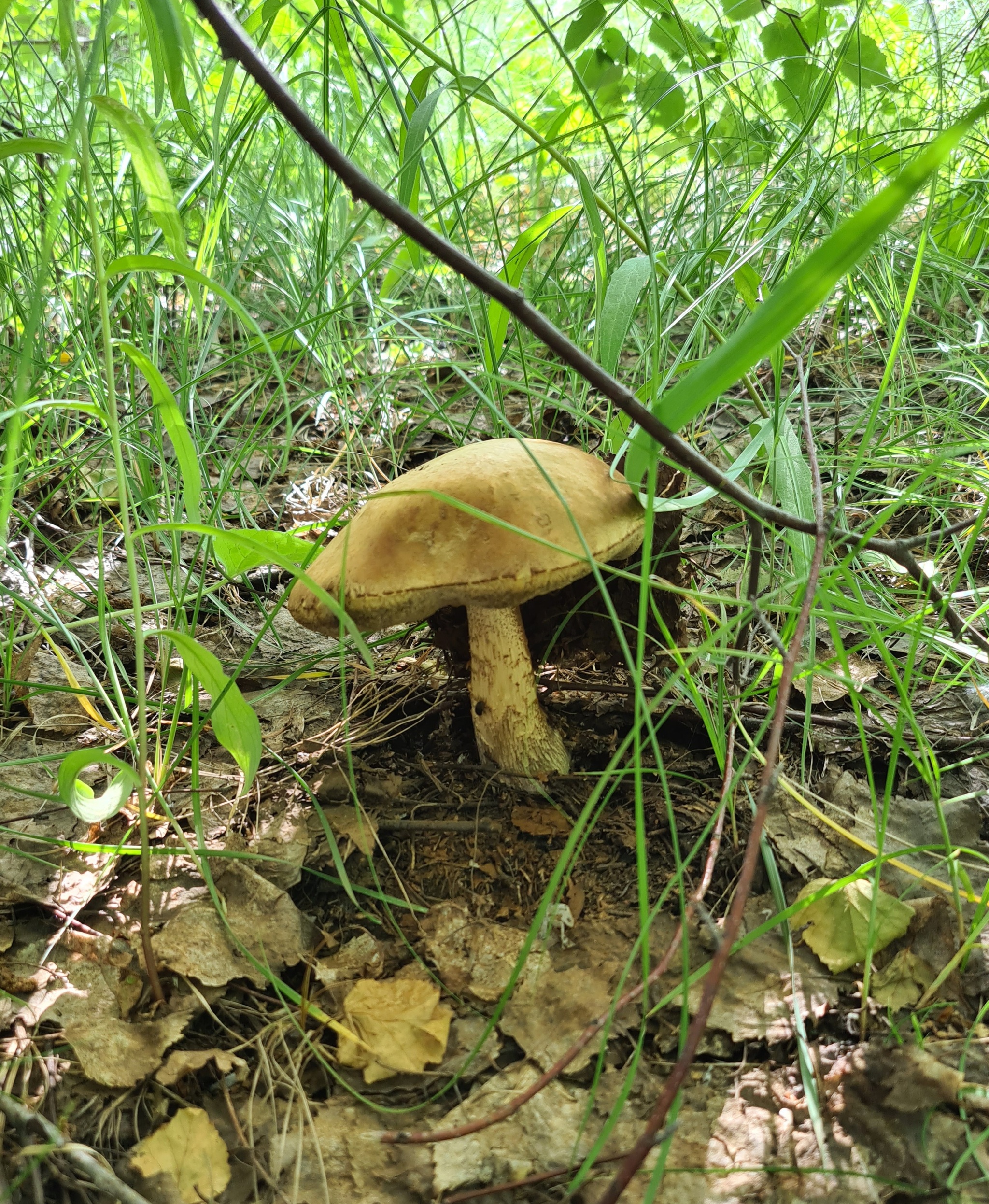 And how is your weekend going? - My, beauty of nature, Mushrooms, Relaxation, Longpost