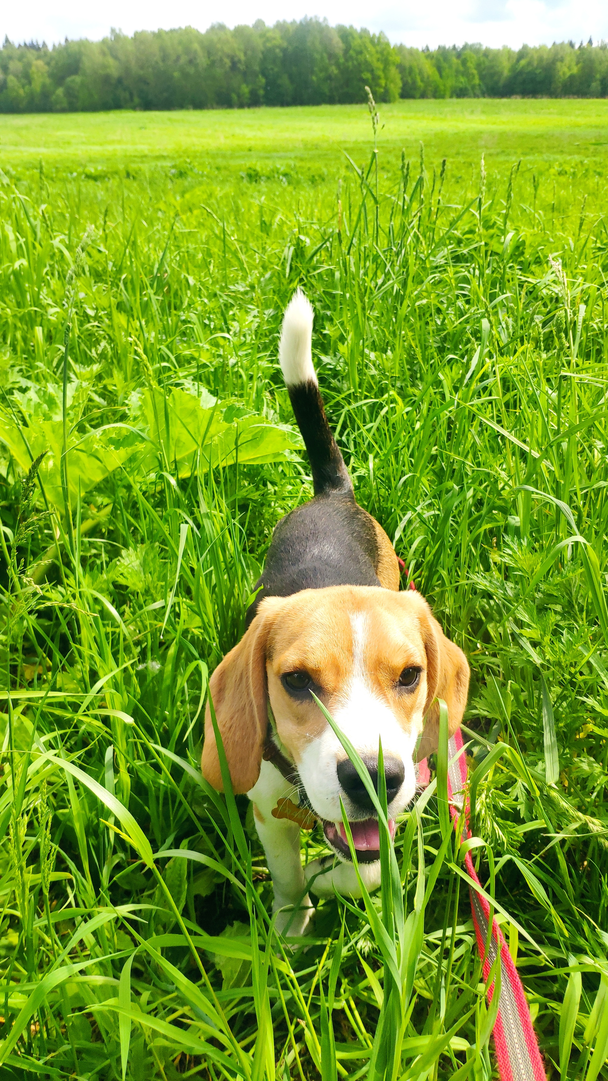 When it's hot - My, Beagle, Dog, Pets, Heat, Video, Vertical video, Longpost