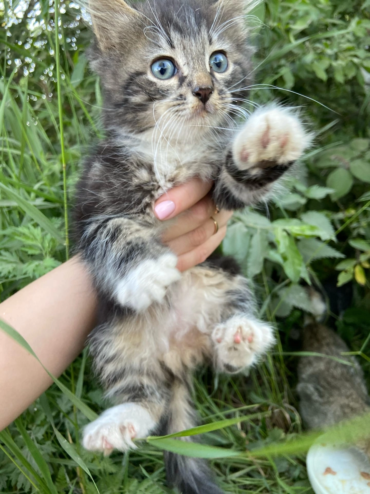 Hello from home from the kitten Pirate. I found it in a box in a field in the summer. Many thanks to the pick-up workers Konstantin and Natalya for the new home - My, Tosno, Animal Rescue, cat, Found a home, Helping animals, Pick-up headphones, Saint Petersburg, Vertical video, Longpost