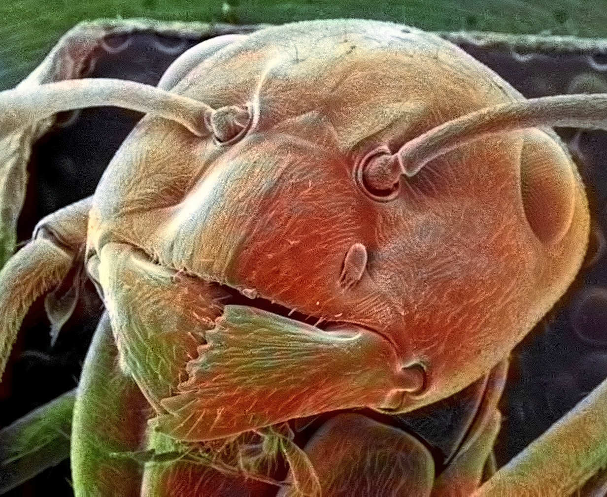 Tick ??on the face of an ant - My, Microscope, Technologies, Electron microscope, Mite, Insects, Ants