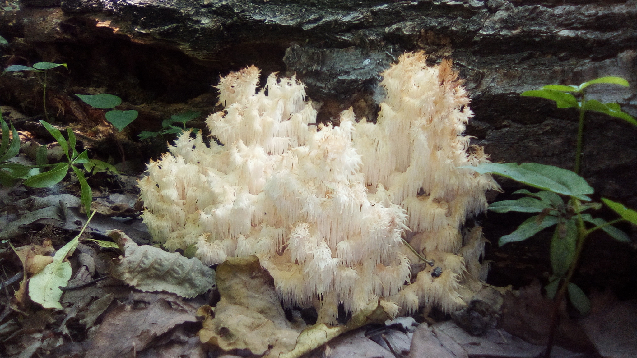What is this mushroom? - My, Nature, Mushrooms