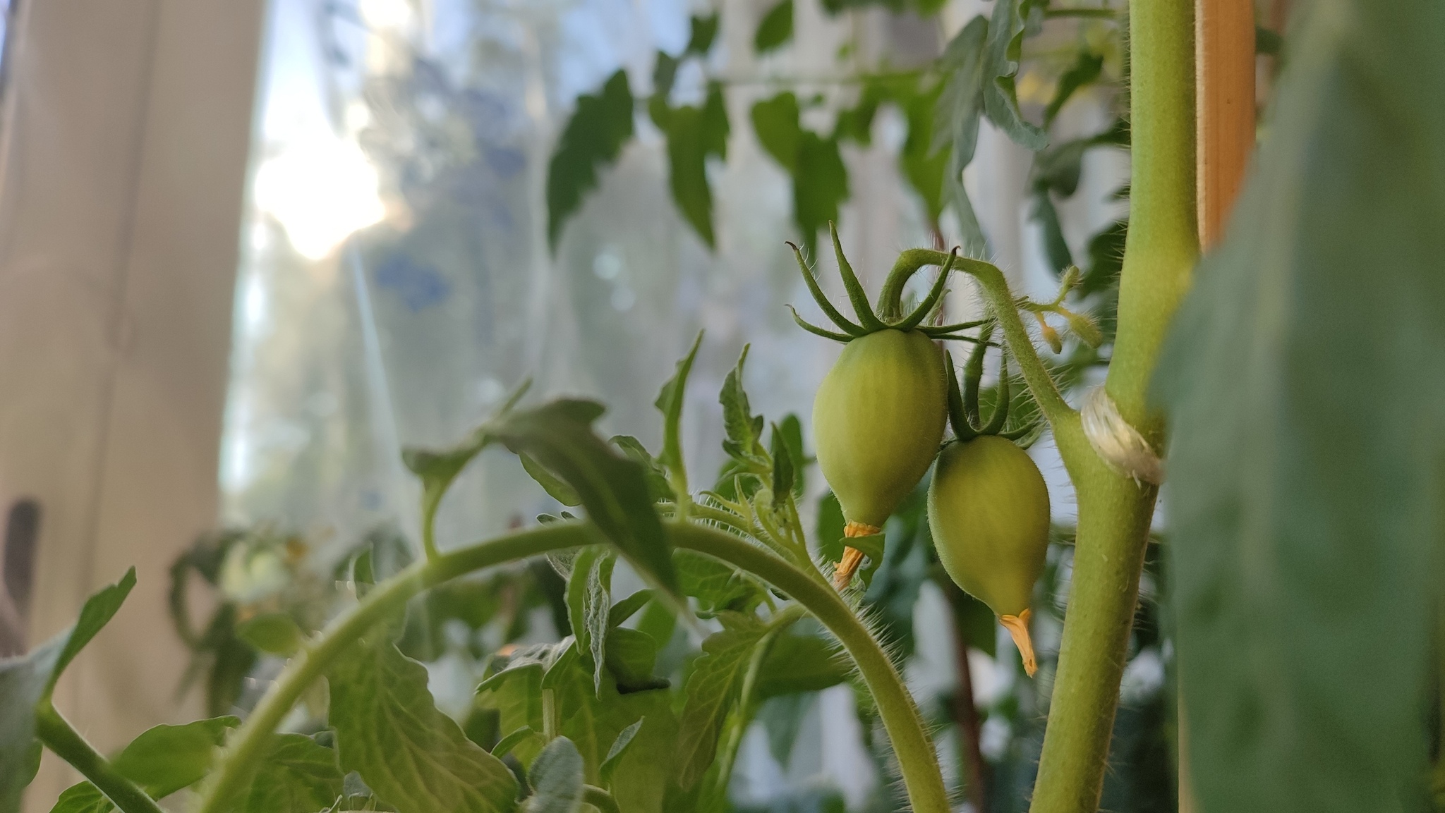 Tomato crop is poured on the balcony - My, Garden, Houseplants, Vegetable garden on the windowsill, Longpost, Video, Youtube