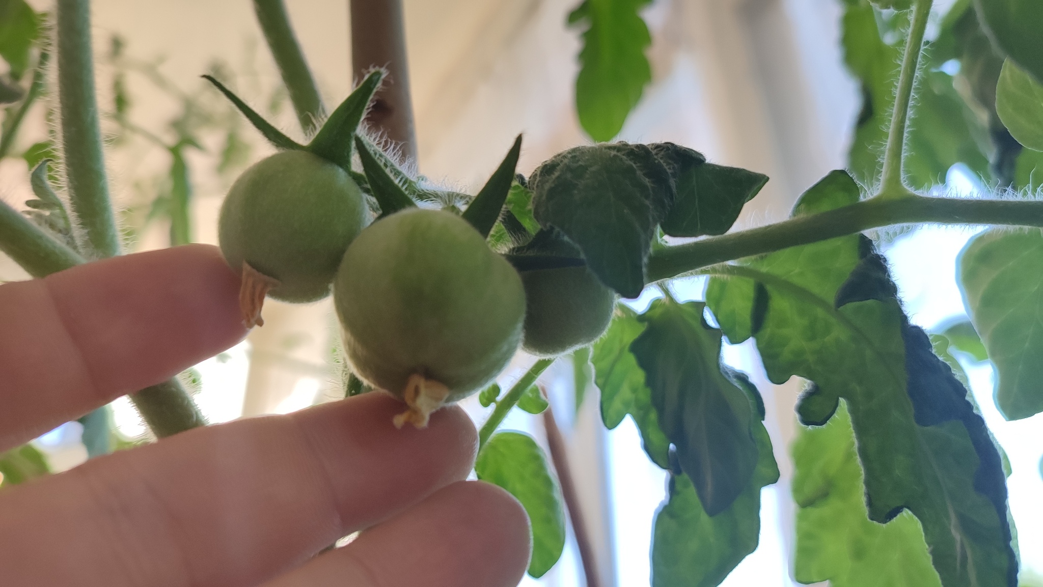 Tomato crop is poured on the balcony - My, Garden, Houseplants, Vegetable garden on the windowsill, Longpost, Video, Youtube