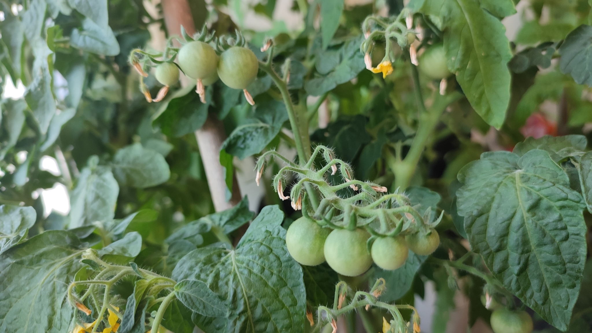 Tomato crop is poured on the balcony - My, Garden, Houseplants, Vegetable garden on the windowsill, Longpost, Video, Youtube