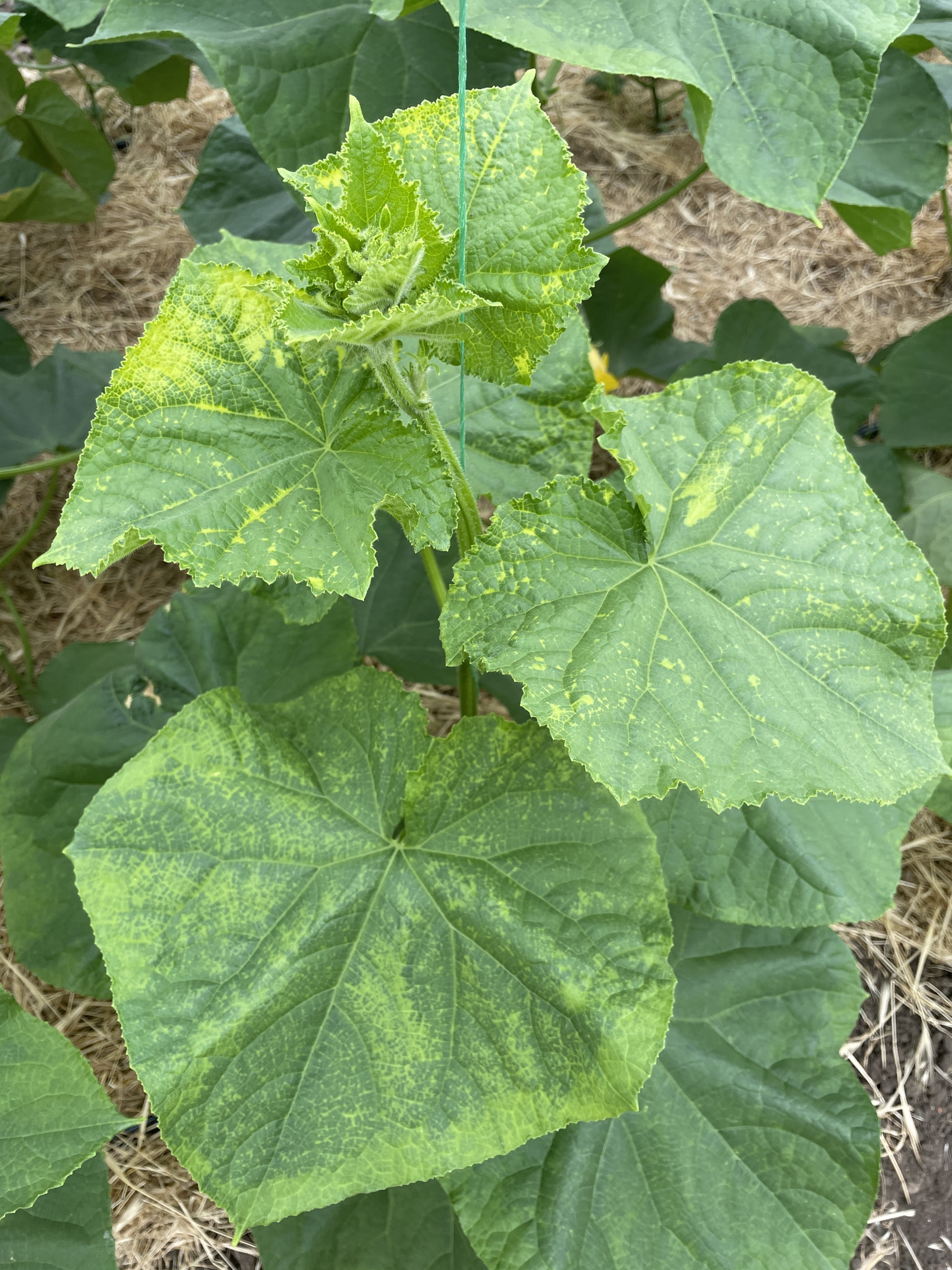 The problem with cucumbers - My, Question, Cucumbers, Problem, Longpost