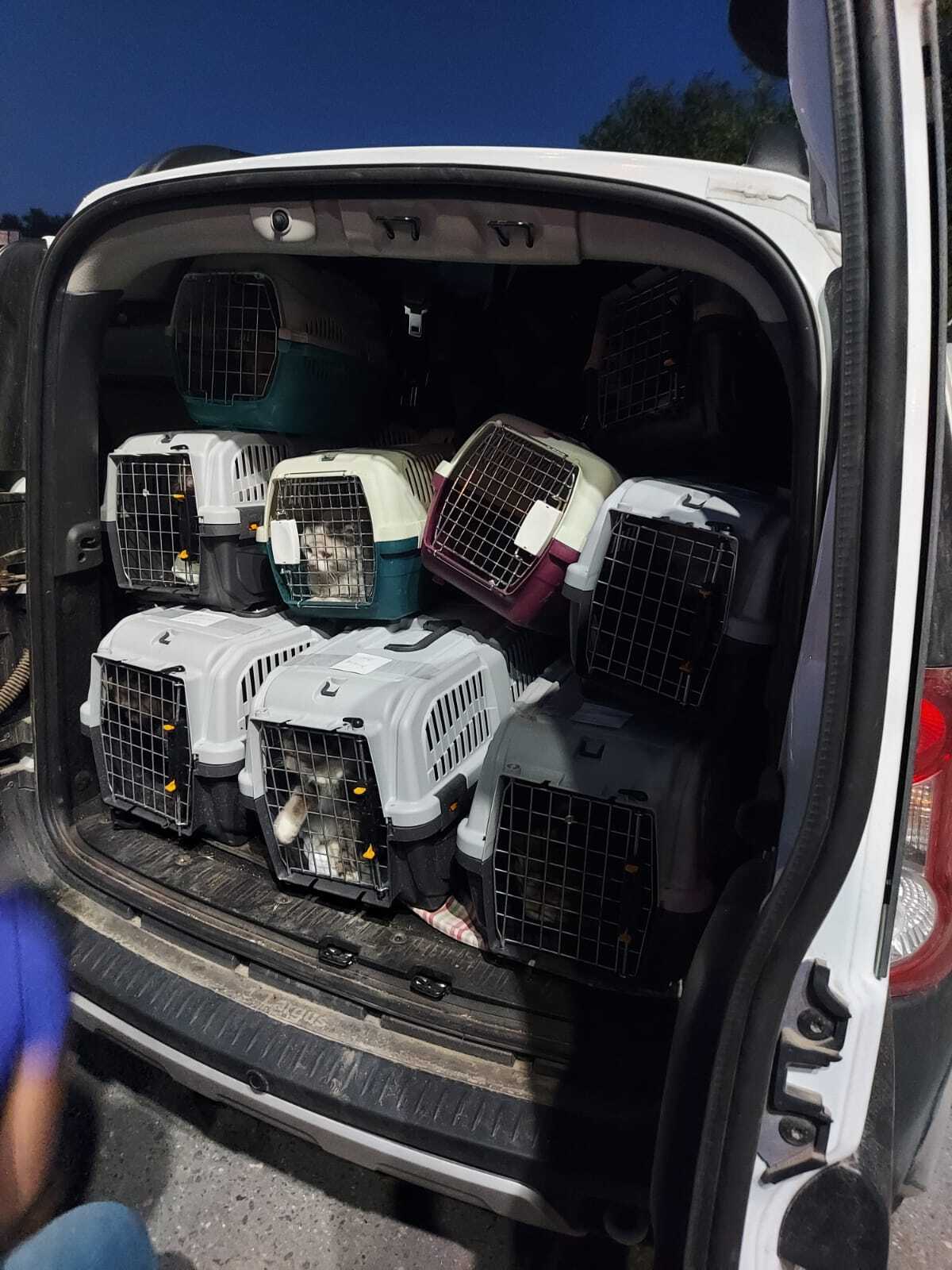 Another batch of cat refugees from Mariupol in Moscow - My, The strength of the Peekaboo, cat, Dobrovspyshka, Pick-up headphones, Helping animals, Volunteering, Mariupol, DPR, Rostov-on-Don, Help, Video, Vertical video, Longpost