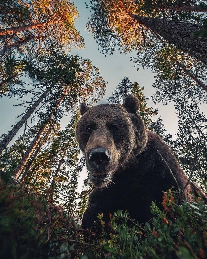 Bear clumsy wishes everyone a good day - My, Forest, Nature, The nature of Russia, Walk in the woods, Wild animals, The Bears, The photo, Travel across Russia, Summer, beauty of nature, wildlife, Bears