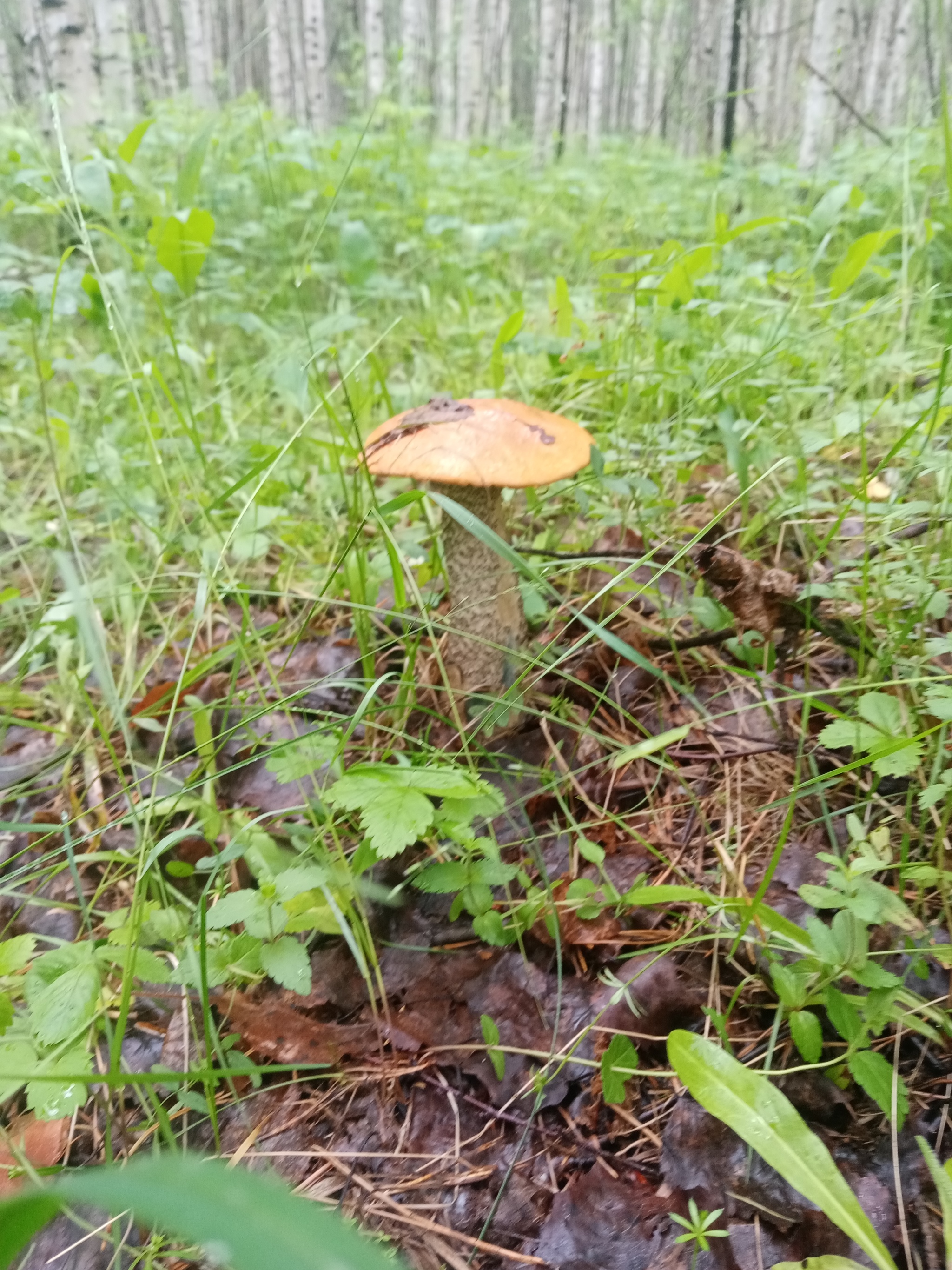 silent hunting - Mushrooms, Silent hunt, Longpost