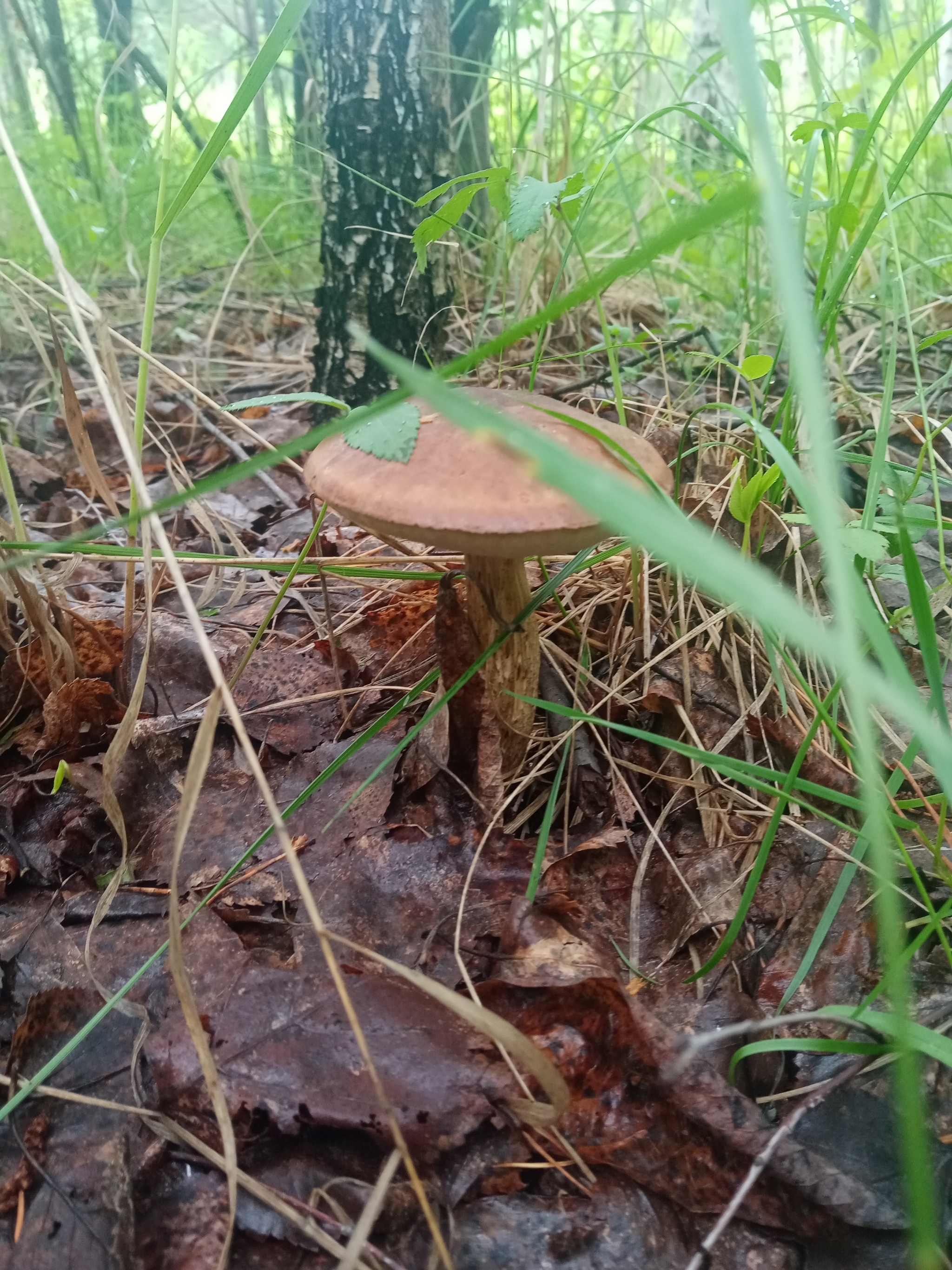 silent hunting - Mushrooms, Silent hunt, Longpost