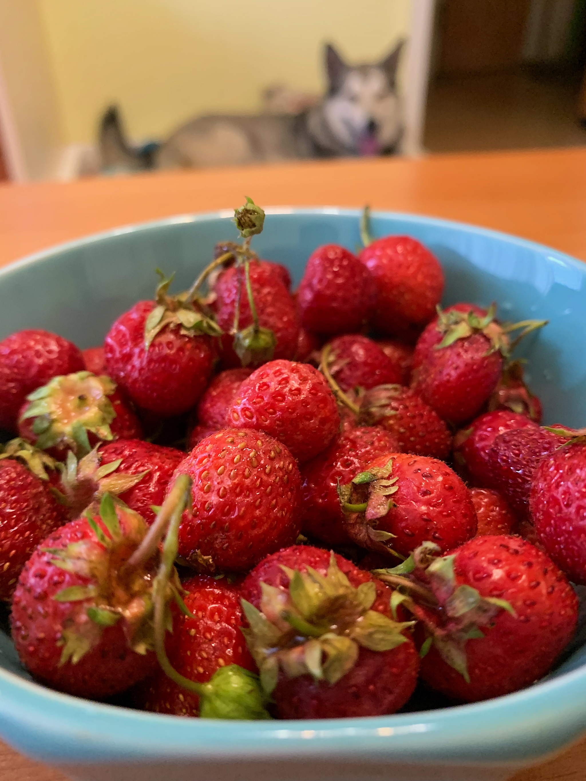 Does your dog eat berries? - My, Dog, Berries, Nutrition