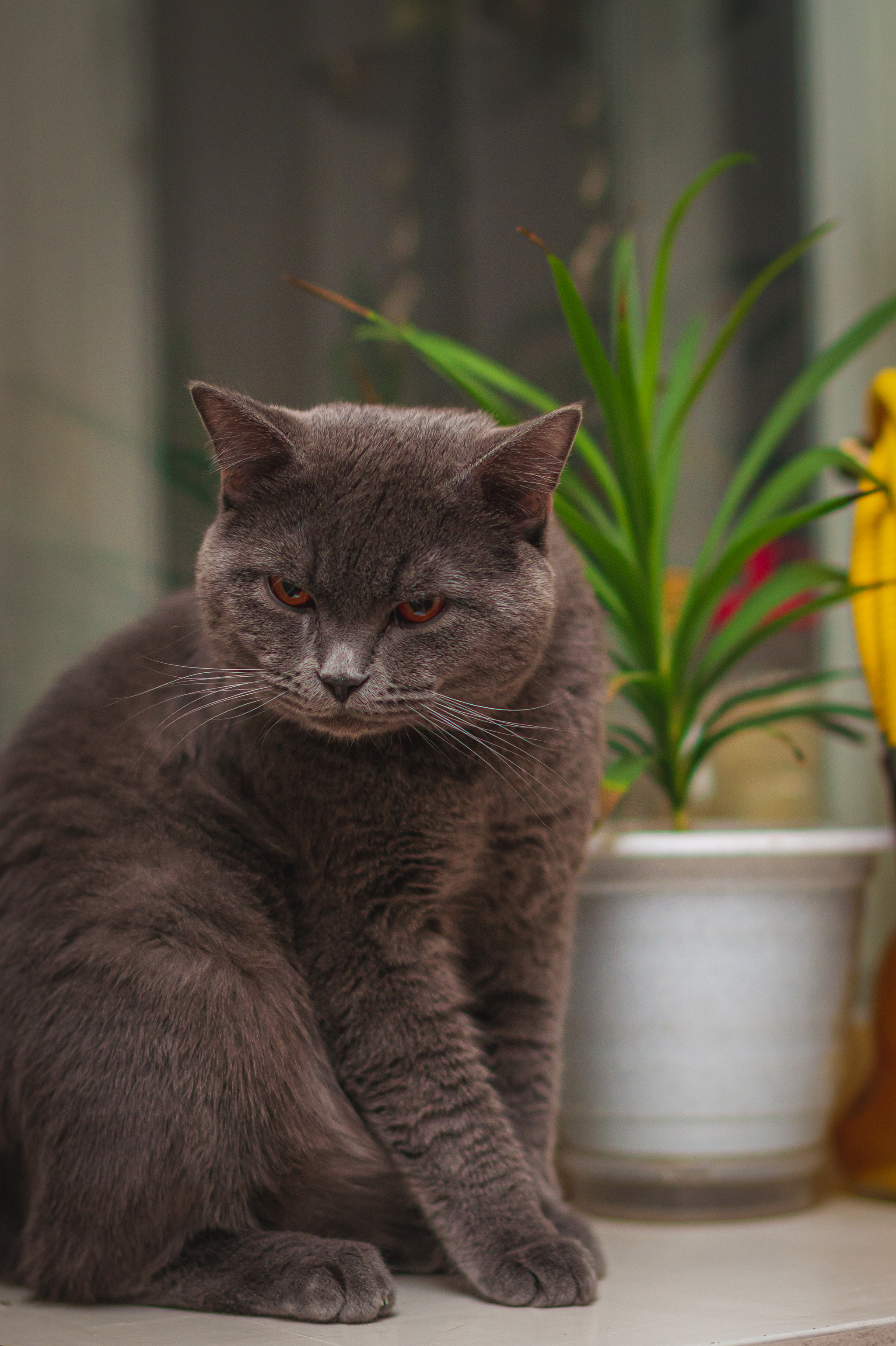 Был у меня такой вот кот... - Моё, Фотография, Кот, Погладь кота, Домашние животные, Длиннопост