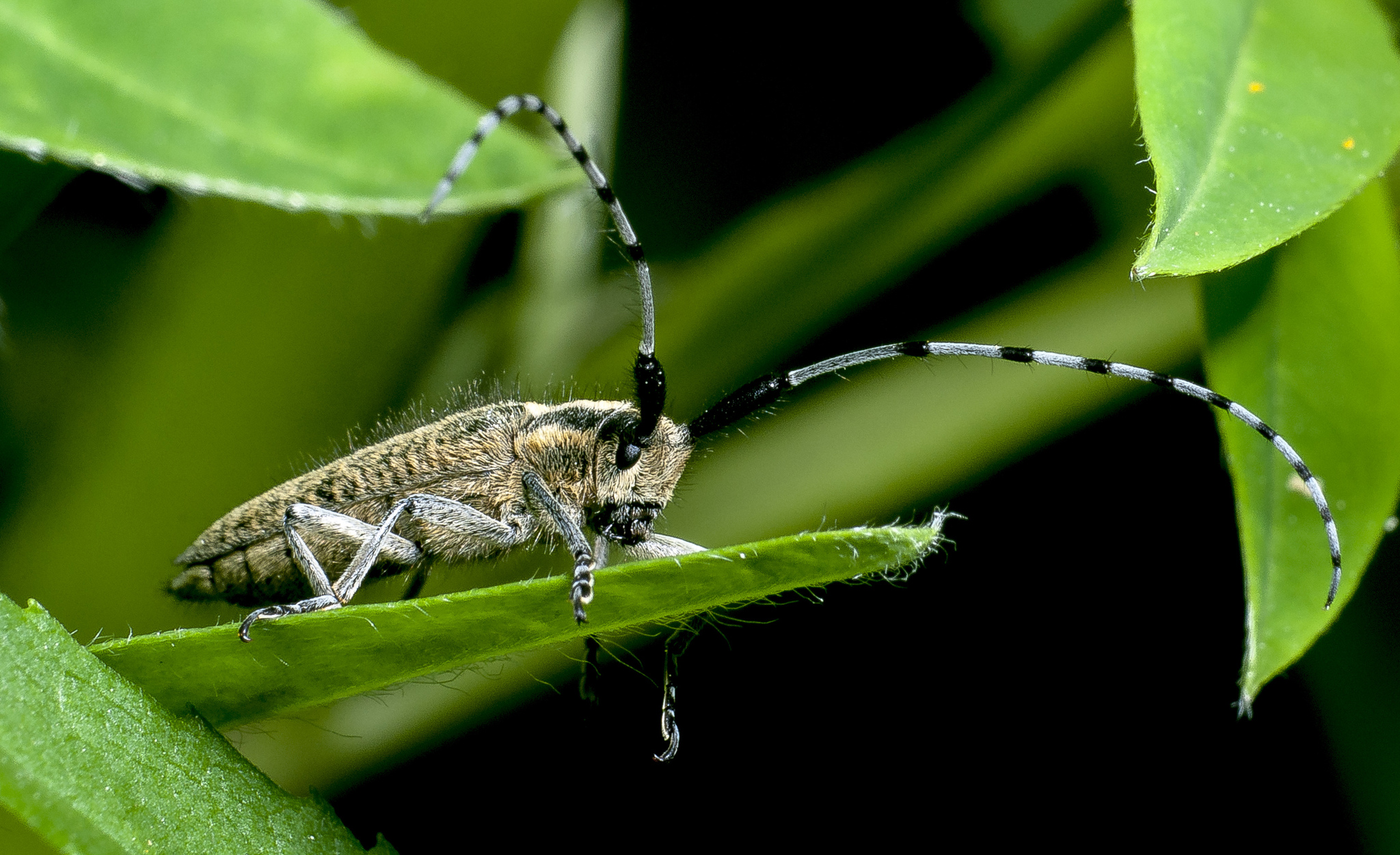 Some new photos - My, The photo, The park, Macro photography, Longpost