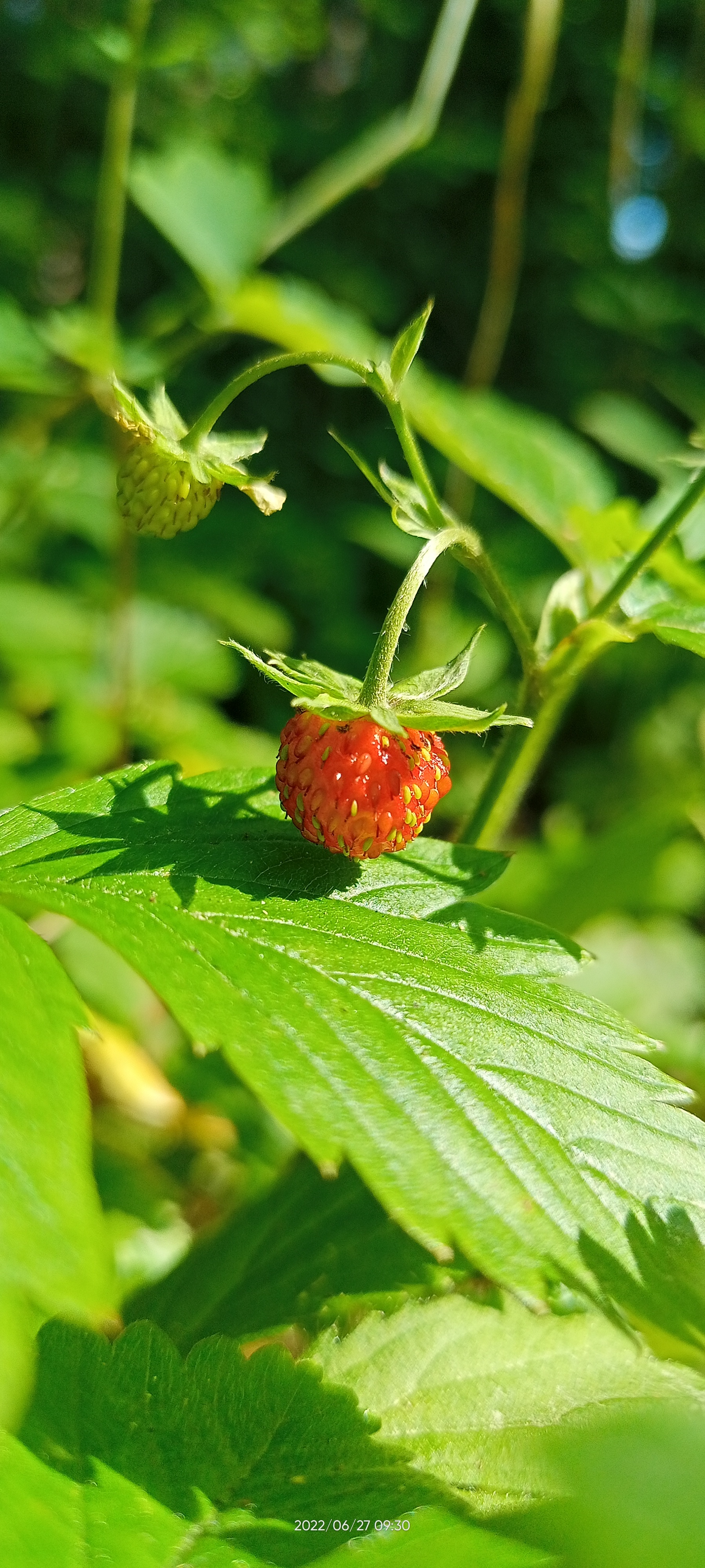 strawberries - My, Strawberry, Berries, Boron, Summer, Longpost, Mobile photography