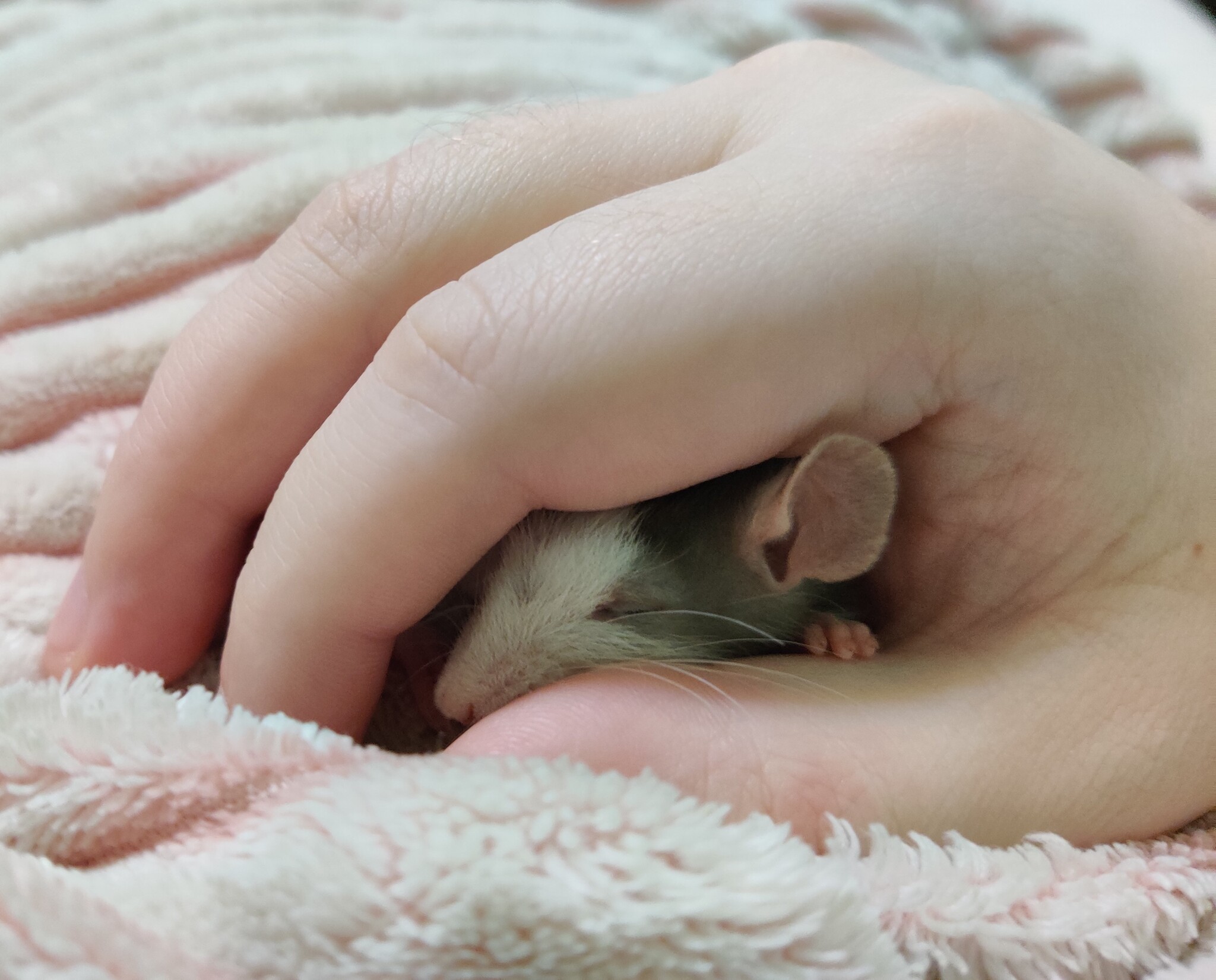 Safety - My, Decorative rats, Pets, Milota, Animals