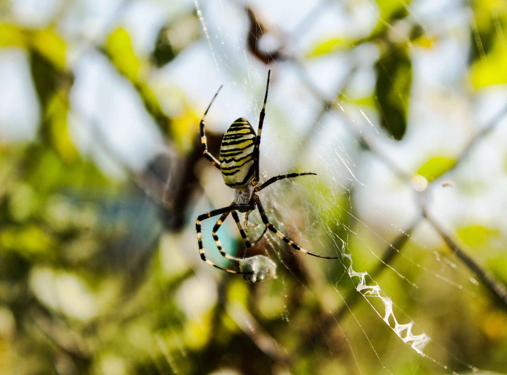 pavuk - My, Spider, Nature, Longpost, Argiope Brunnich