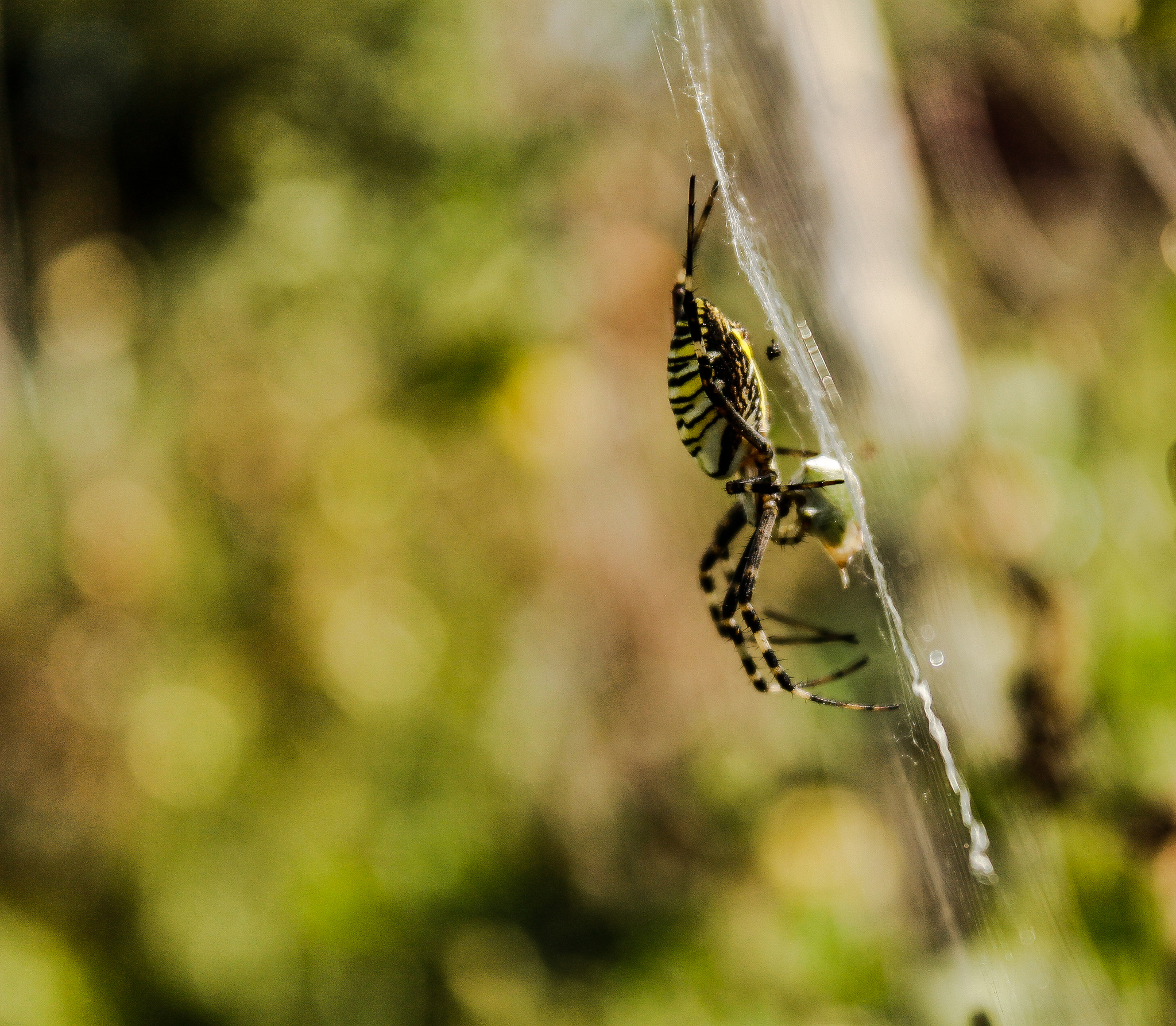 pavuk - My, Spider, Nature, Longpost, Argiope Brunnich