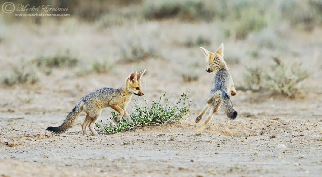 South African foxes - Fox, Fox cubs, Canines, Predatory animals, Wild animals, wildlife, South Africa, The photo, Young, Animal games