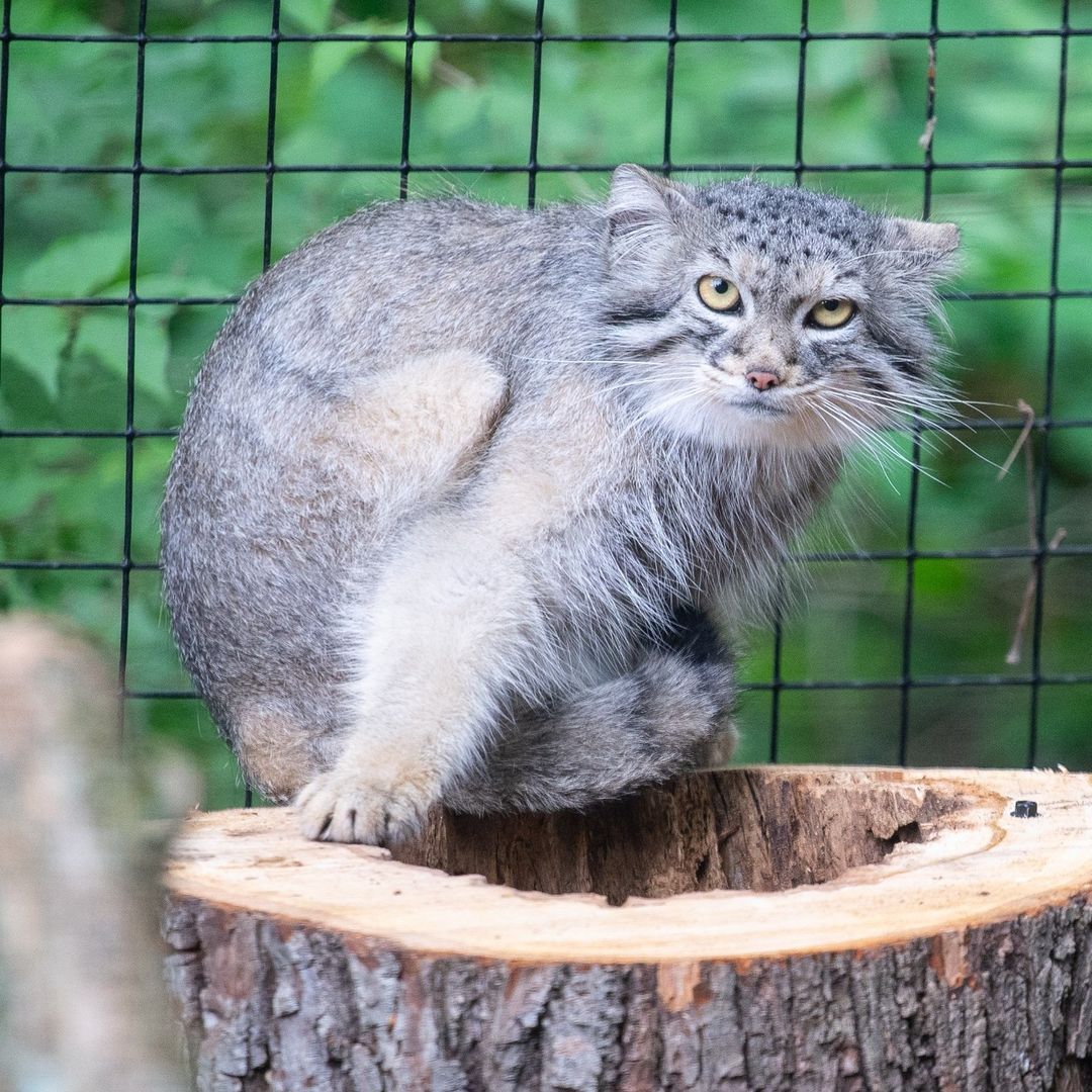 Resting angry face - Pallas' cat, Pet the cat, Zoo, Small cats, Fluffy, The photo, Longpost, Predatory animals, Wild animals