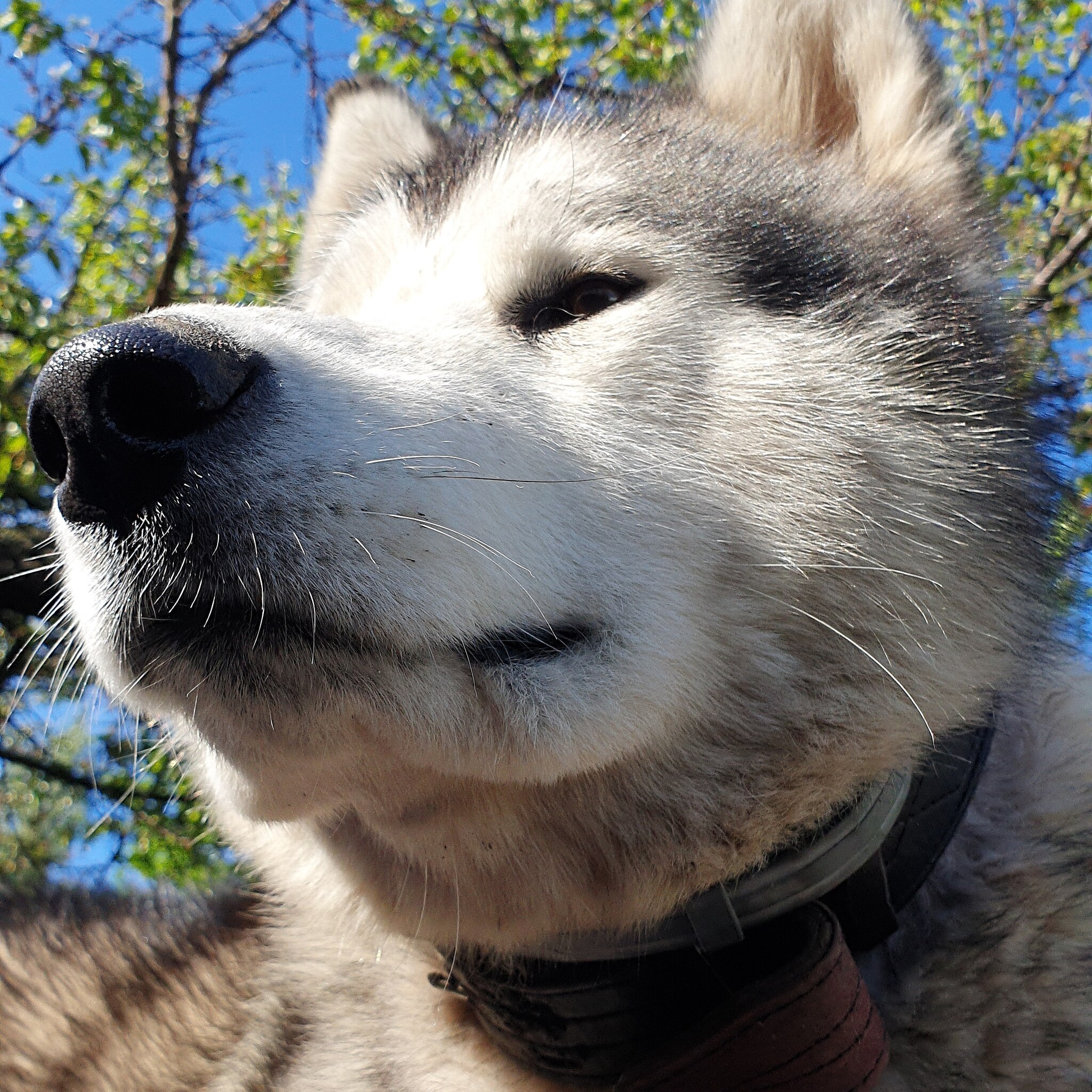 MY BEAUTIFUL GROM - Dog, Alaskan Malamute, Pets