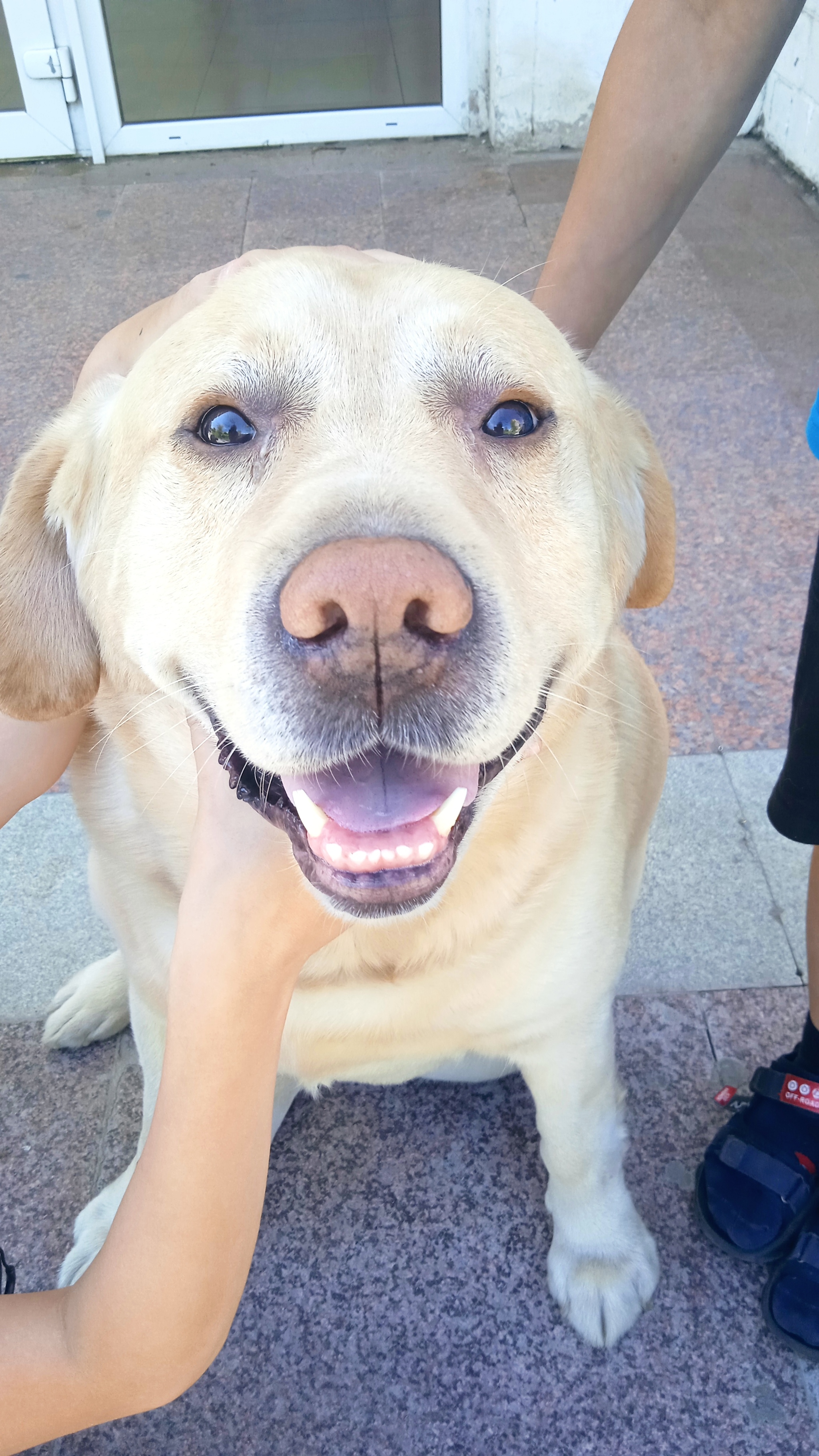 Friendship at the price of one ice cream)))) - My, Dog, Ice cream, Longpost