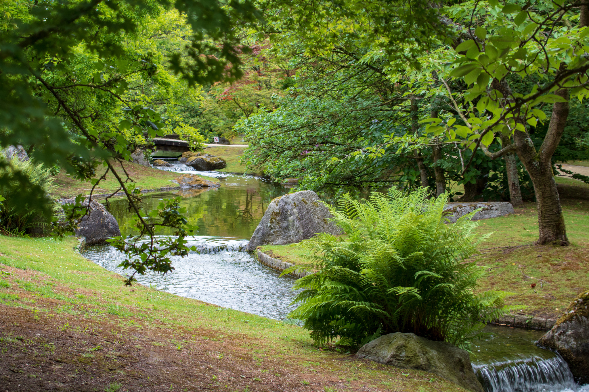 Japanese garden - My, The park, Japan, Belgium, The photo, Limburg, Stream, Pond, Catfish, Video, Youtube, Longpost