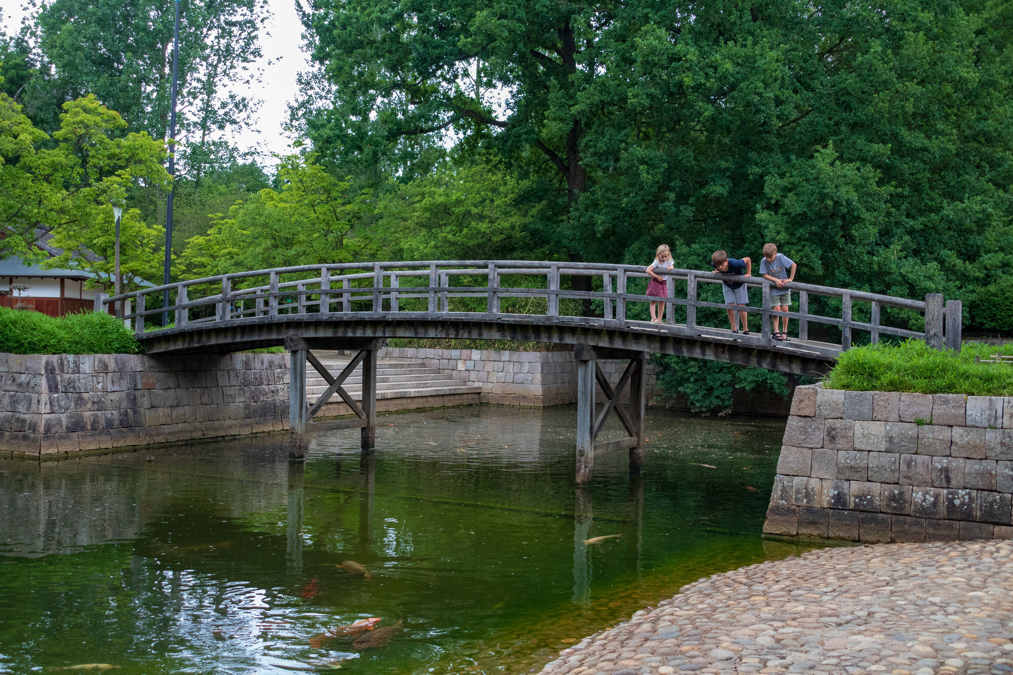 Japanese garden - My, The park, Japan, Belgium, The photo, Limburg, Stream, Pond, Catfish, Video, Youtube, Longpost