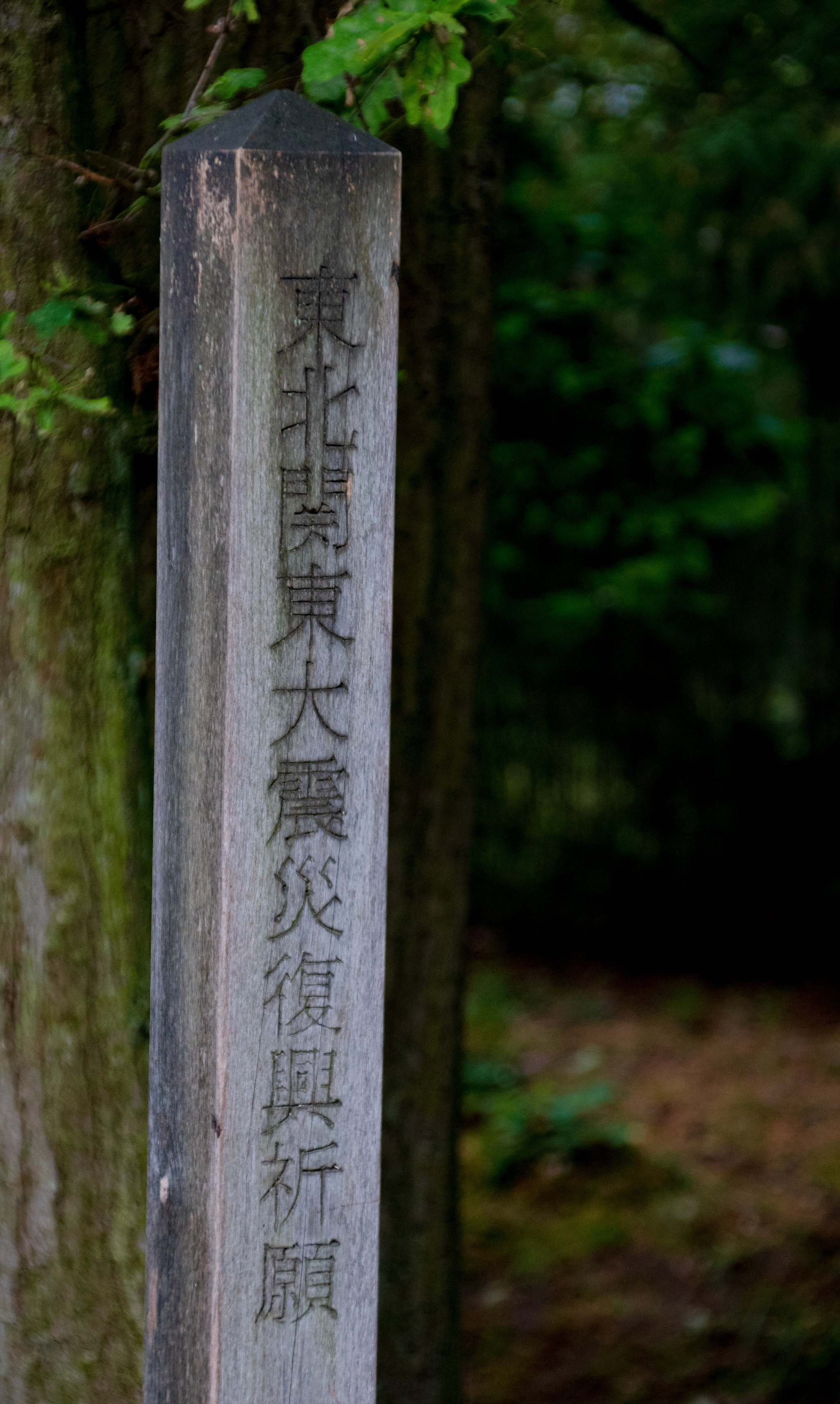 Japanese garden - My, The park, Japan, Belgium, The photo, Limburg, Stream, Pond, Catfish, Video, Youtube, Longpost