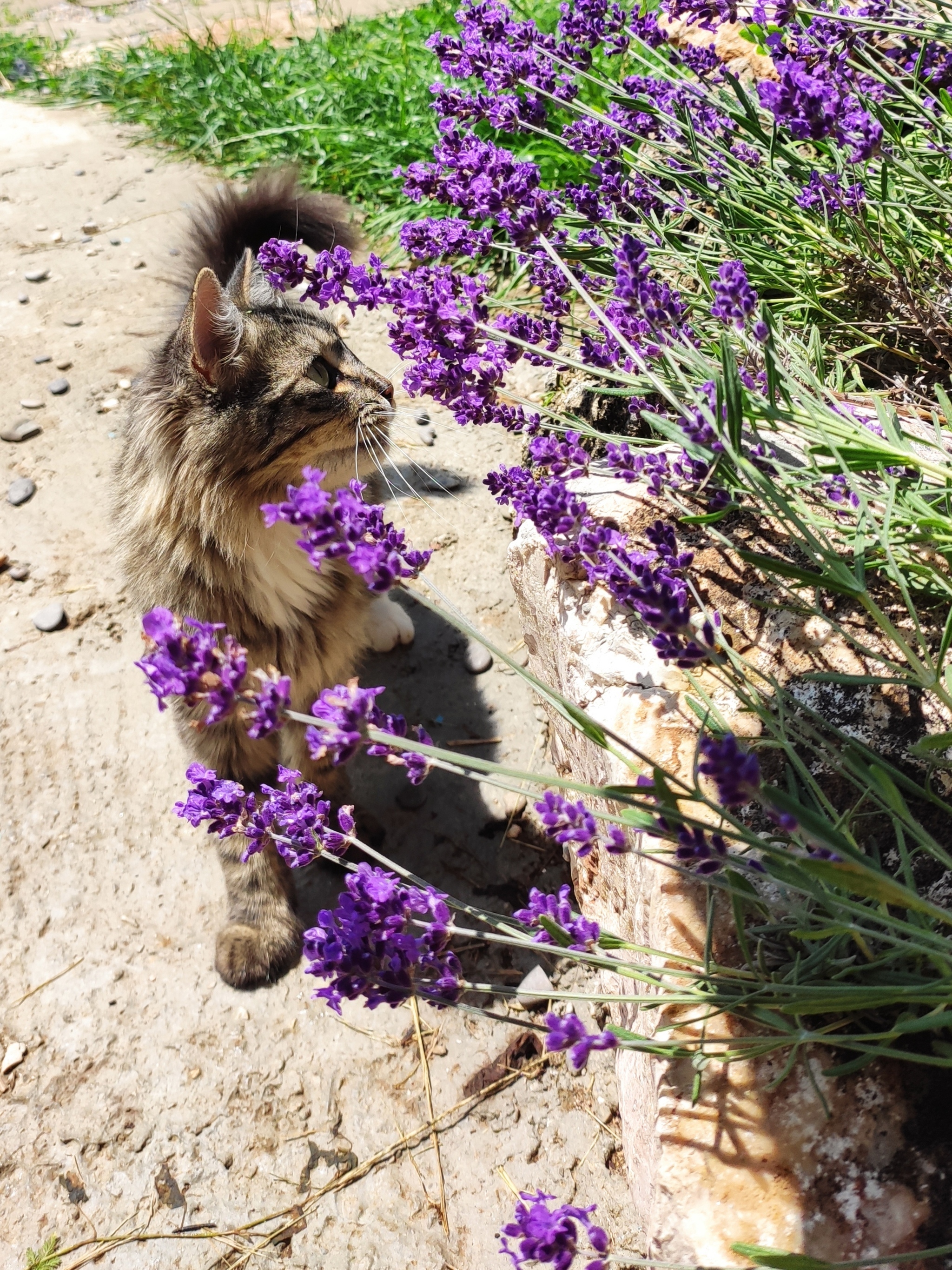 Lavender - My, cat, Lavender, Grass, Longpost