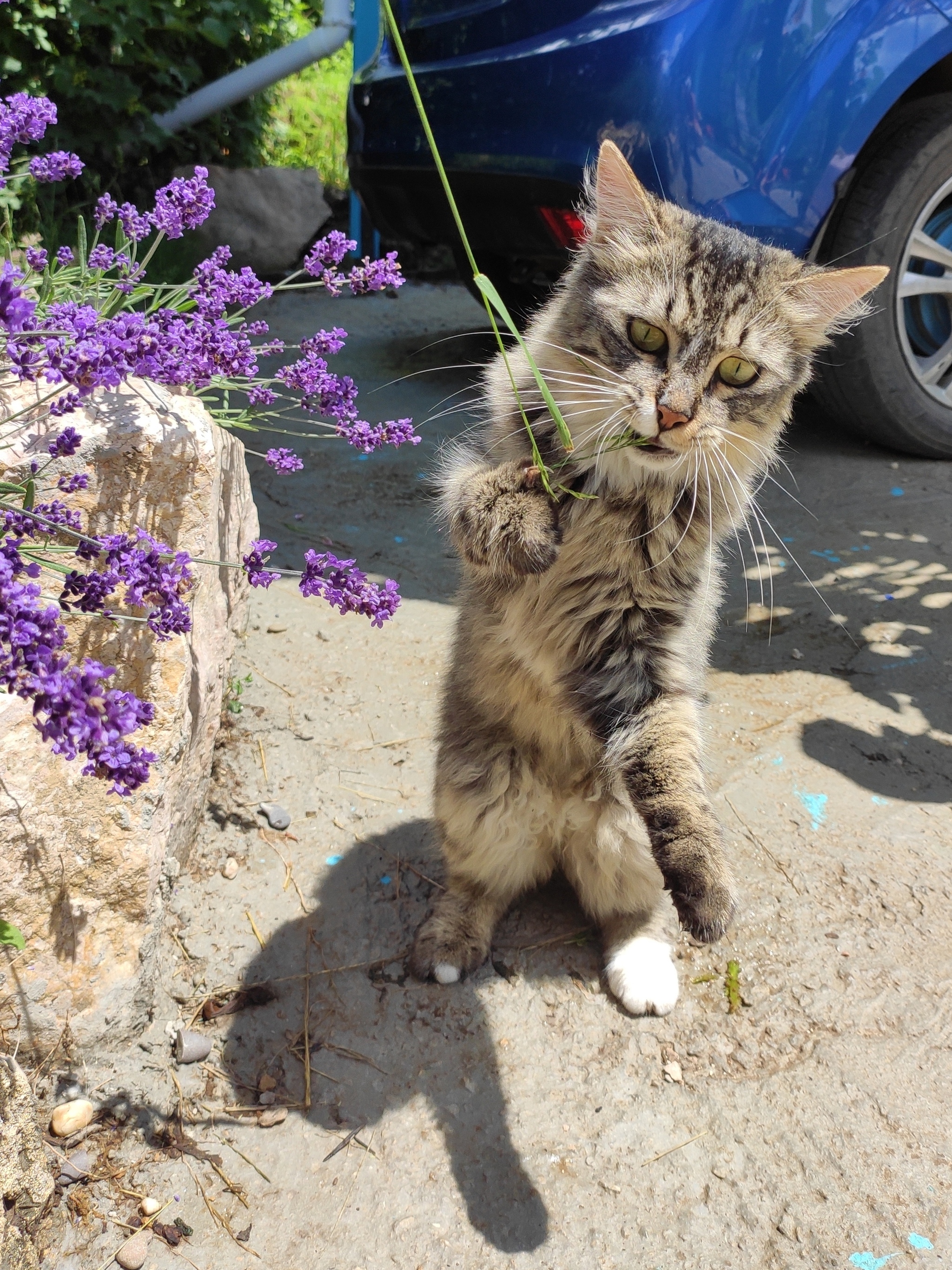 Lavender - My, cat, Lavender, Grass, Longpost