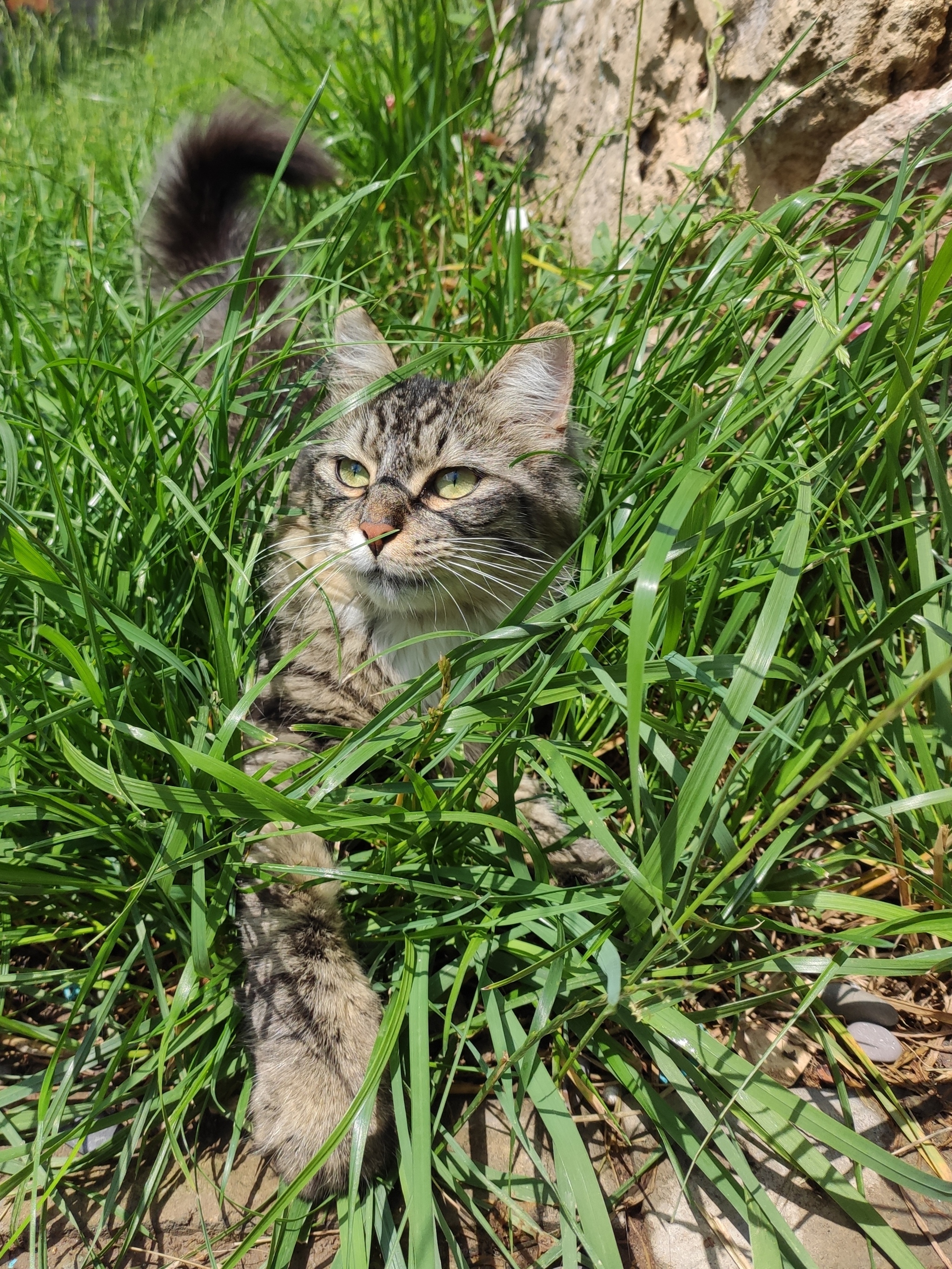 Lavender - My, cat, Lavender, Grass, Longpost