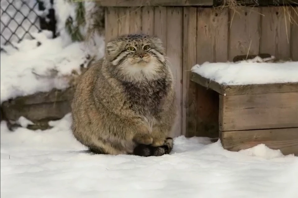 And somewhere warm paws not ironed manul - Pallas' cat, Small cats, Paws, Milota, Cat family, Predatory animals, Wild animals, Fluffy, Pet the cat, Snow, Zoo, Novosibirsk Zoo