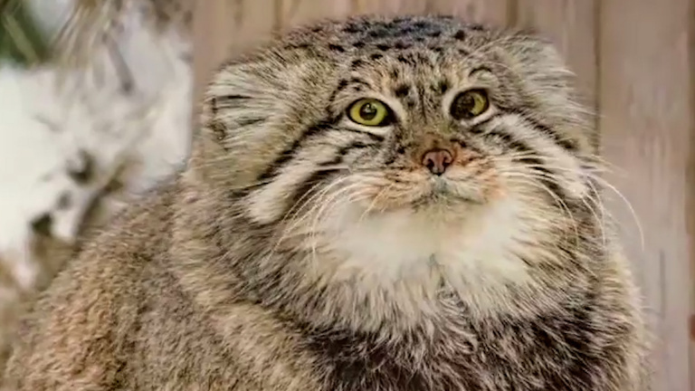 Last manul - Pallas' cat, Iron, Pet the cat, Small cats, Cat family, Predatory animals, Wild animals, Fluffy, Zoo