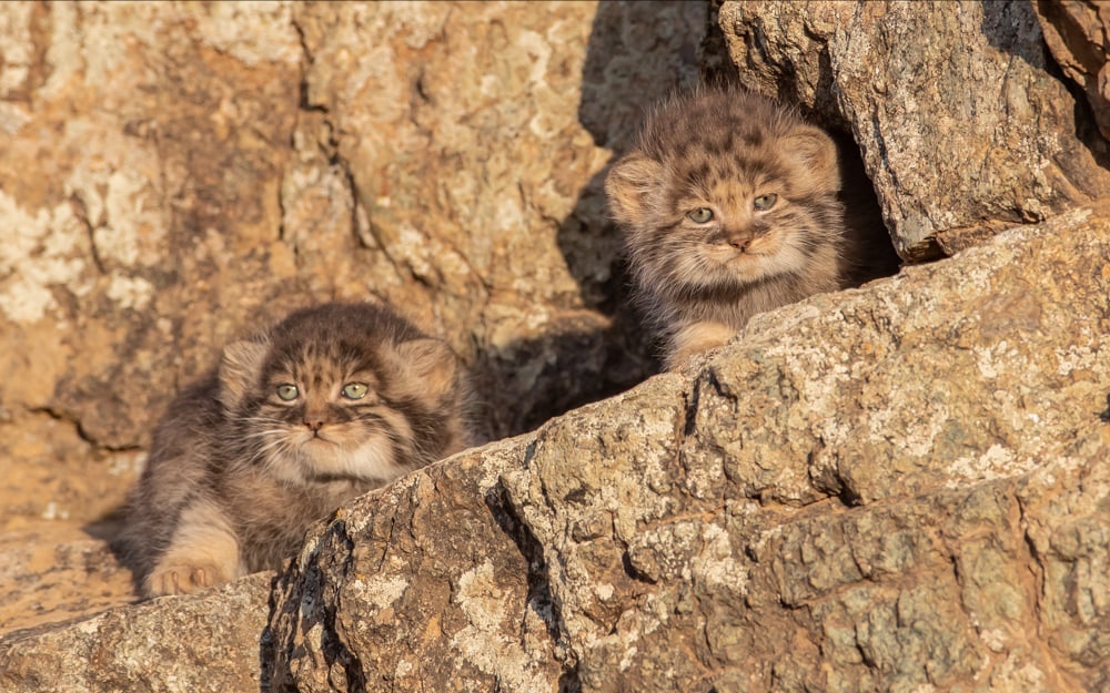 306 manuls, 307 manuls - Pallas' cat, Pet the cat, Small cats, Cat family, Predatory animals, Wild animals, Young, The photo, Fluffy