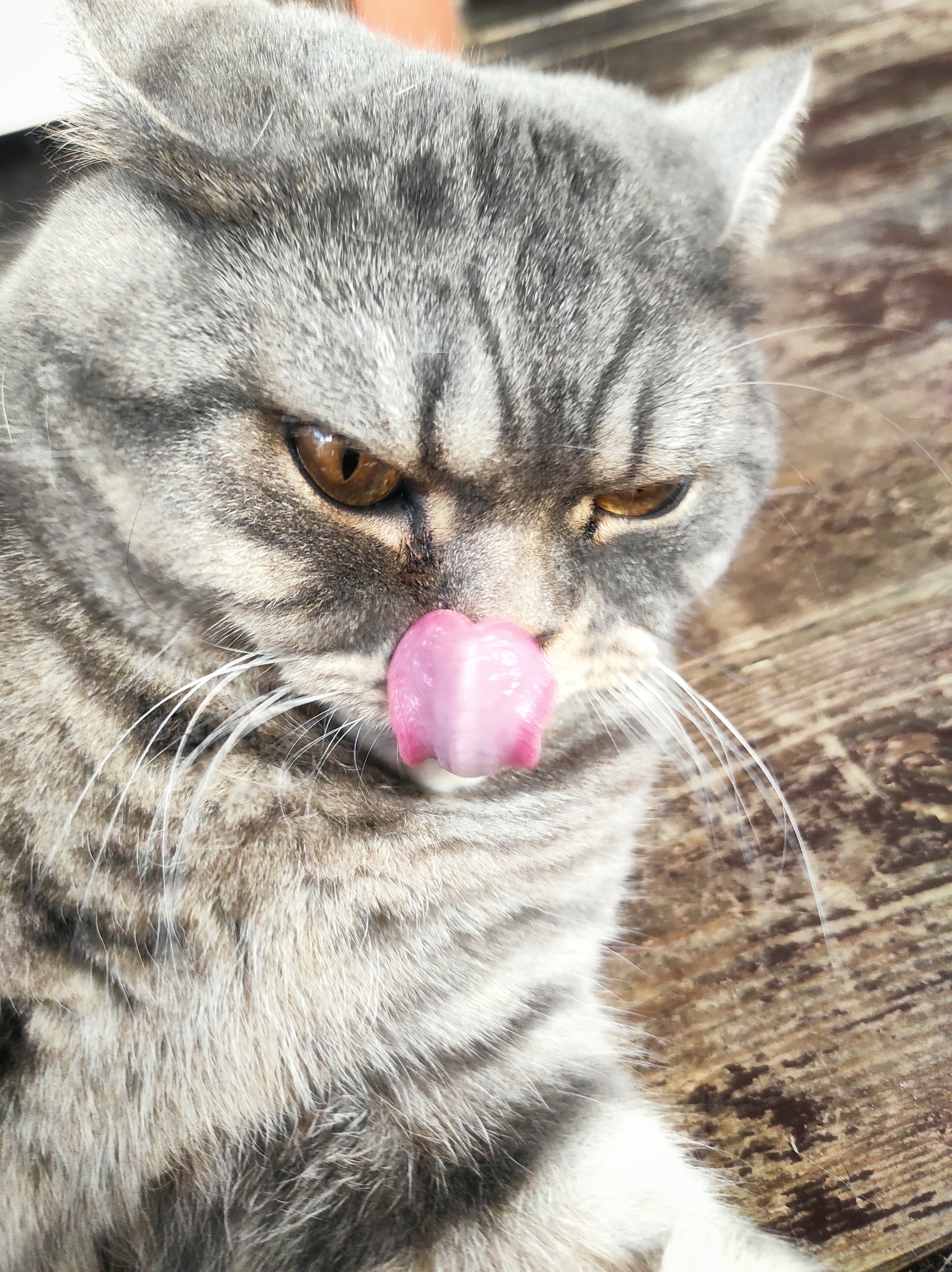 Aggressive lick - My, cat, Mobile photography