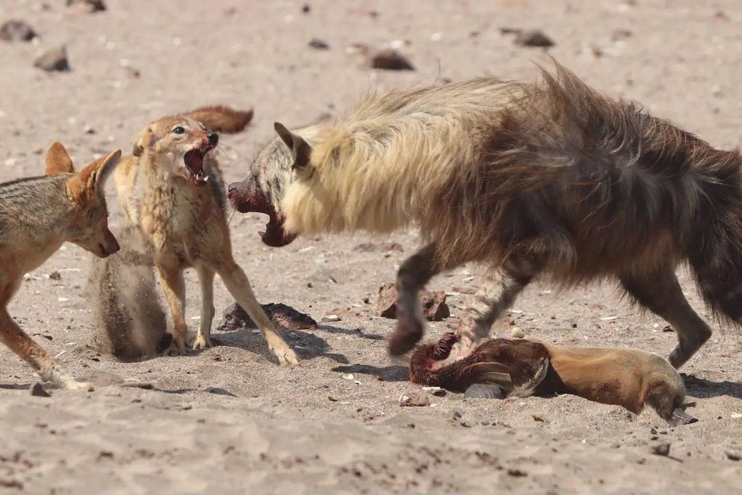 Annoyers - Hyena, Brown hyena, Jackal, Canines, Predatory animals, Wild animals, wildlife, Namibia, South Africa, The photo, Carcass, Mining, Fur seal