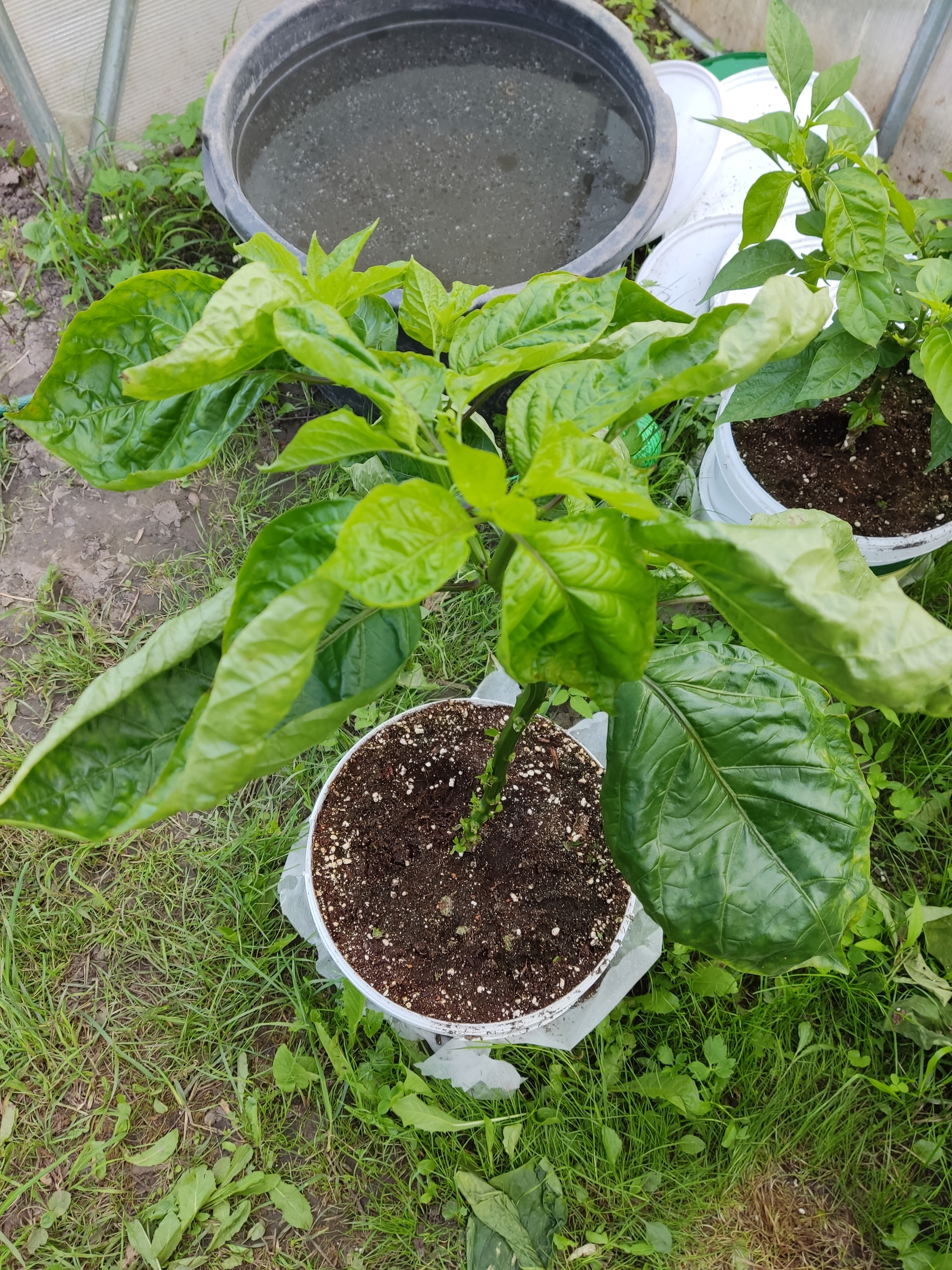 News about the progress of the process (good and not so good) - My, Hot peppers, Disease, Fruit, Longpost