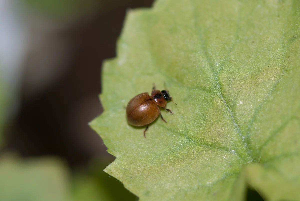 Pointless Ladybug: Wrong ladybug. - ladybug, Insects, Animal book, Yandex Zen, Longpost