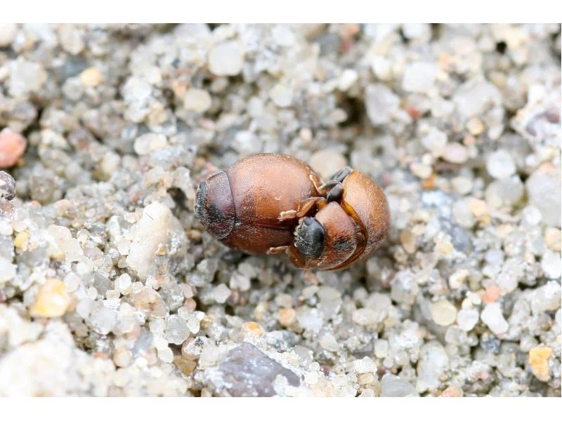 Pointless Ladybug: Wrong ladybug. - ladybug, Insects, Animal book, Yandex Zen, Longpost