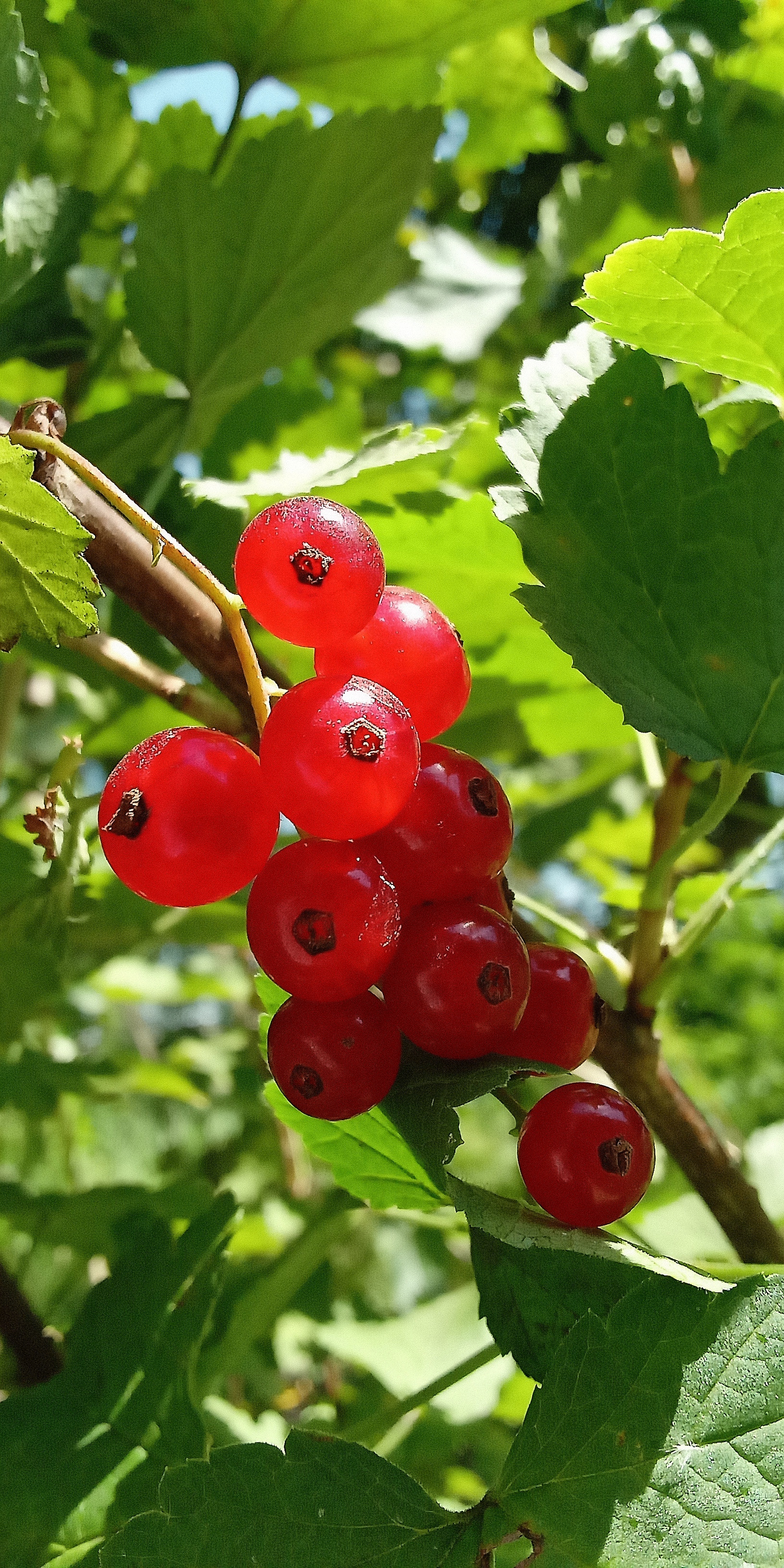 And now the beautiful currant! - My, Gulkevichi, Red Ribes, Return, Longpost