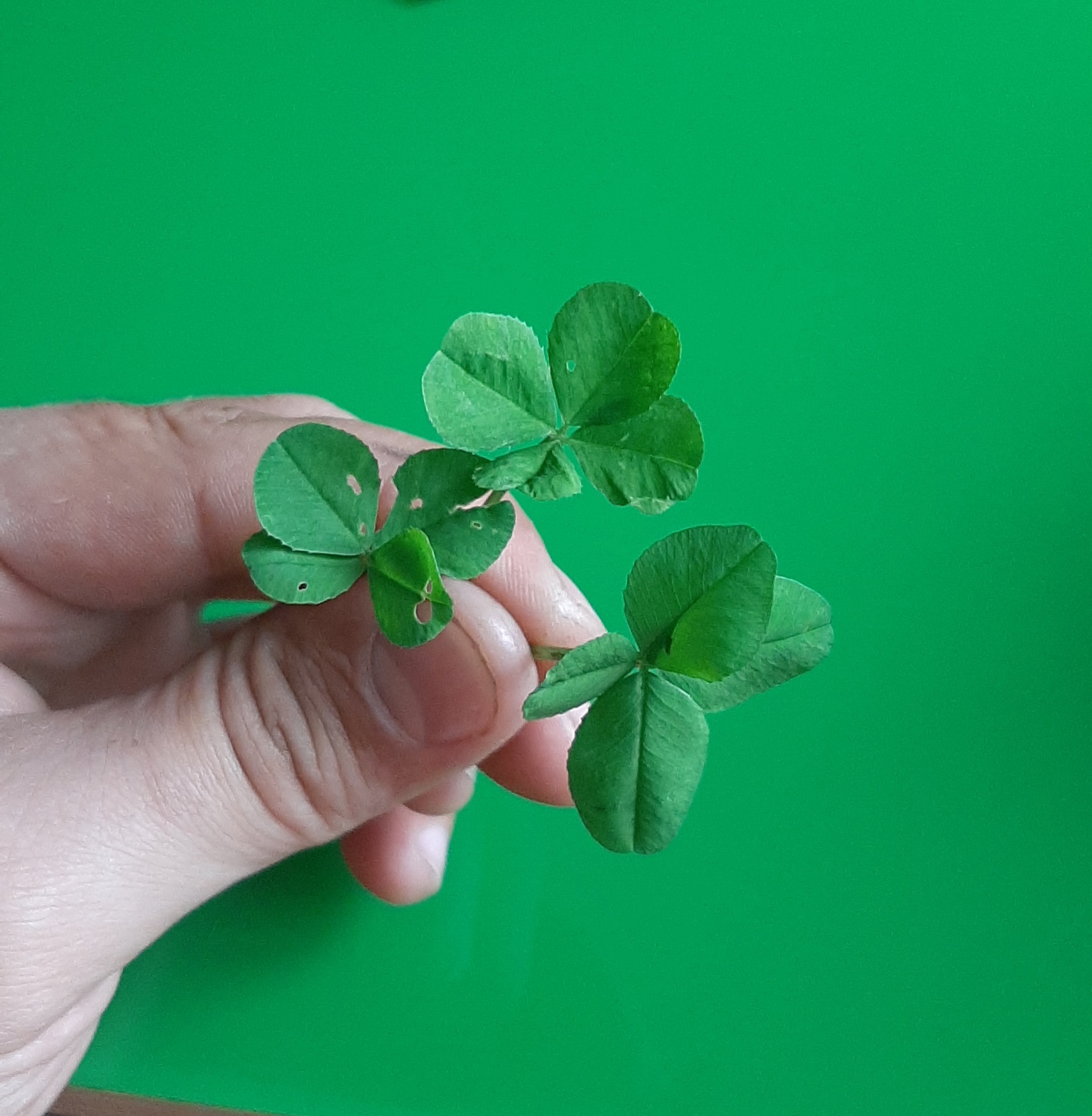 Hit the Jackpot - My, Four-leaf clover, Luck, Luck