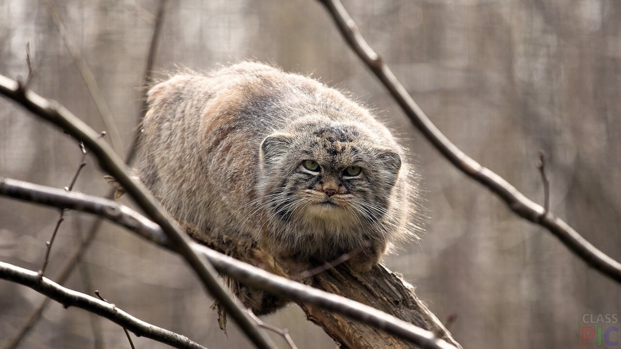 twenty five manuls - Pallas' cat, Pet the cat, Iron, Wild animals, Predatory animals, Cat family, Small cats, Fluffy, The photo, Rare view, Longpost