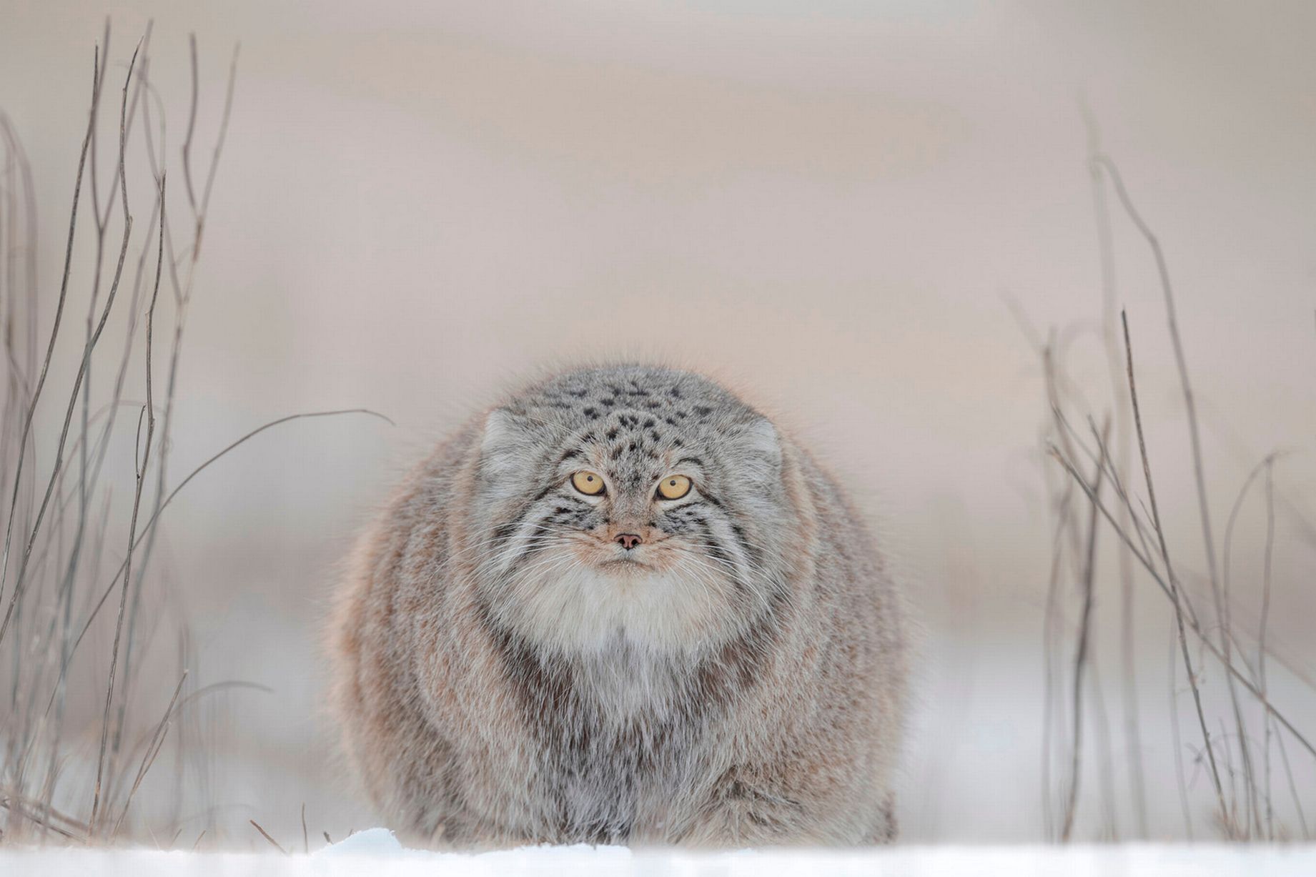 twenty five manuls - Pallas' cat, Pet the cat, Iron, Wild animals, Predatory animals, Cat family, Small cats, Fluffy, The photo, Rare view, Longpost