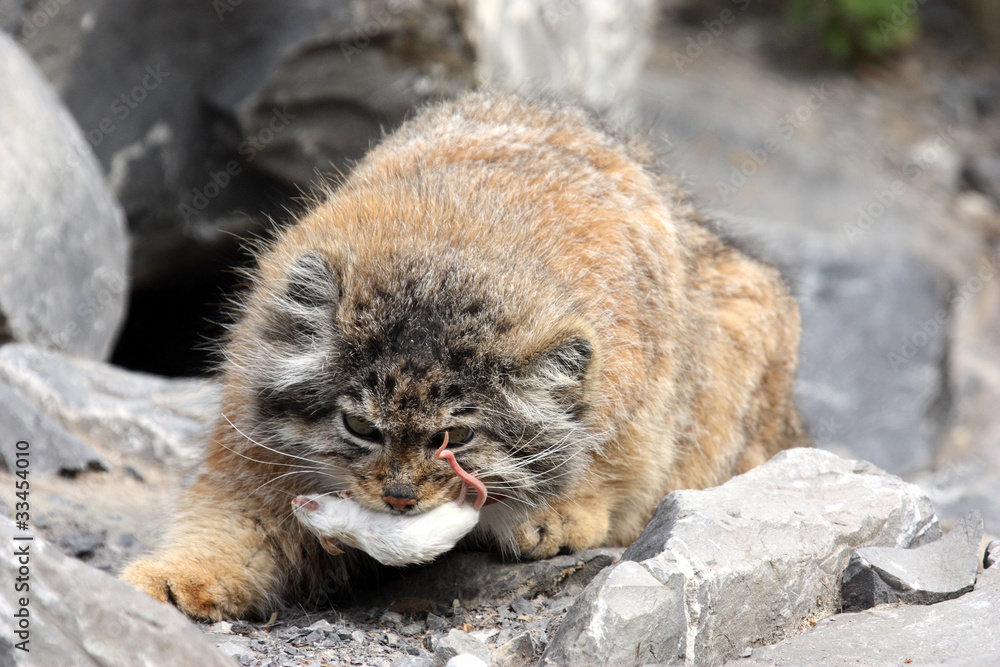 twenty five manuls - Pallas' cat, Pet the cat, Iron, Wild animals, Predatory animals, Cat family, Small cats, Fluffy, The photo, Rare view, Longpost