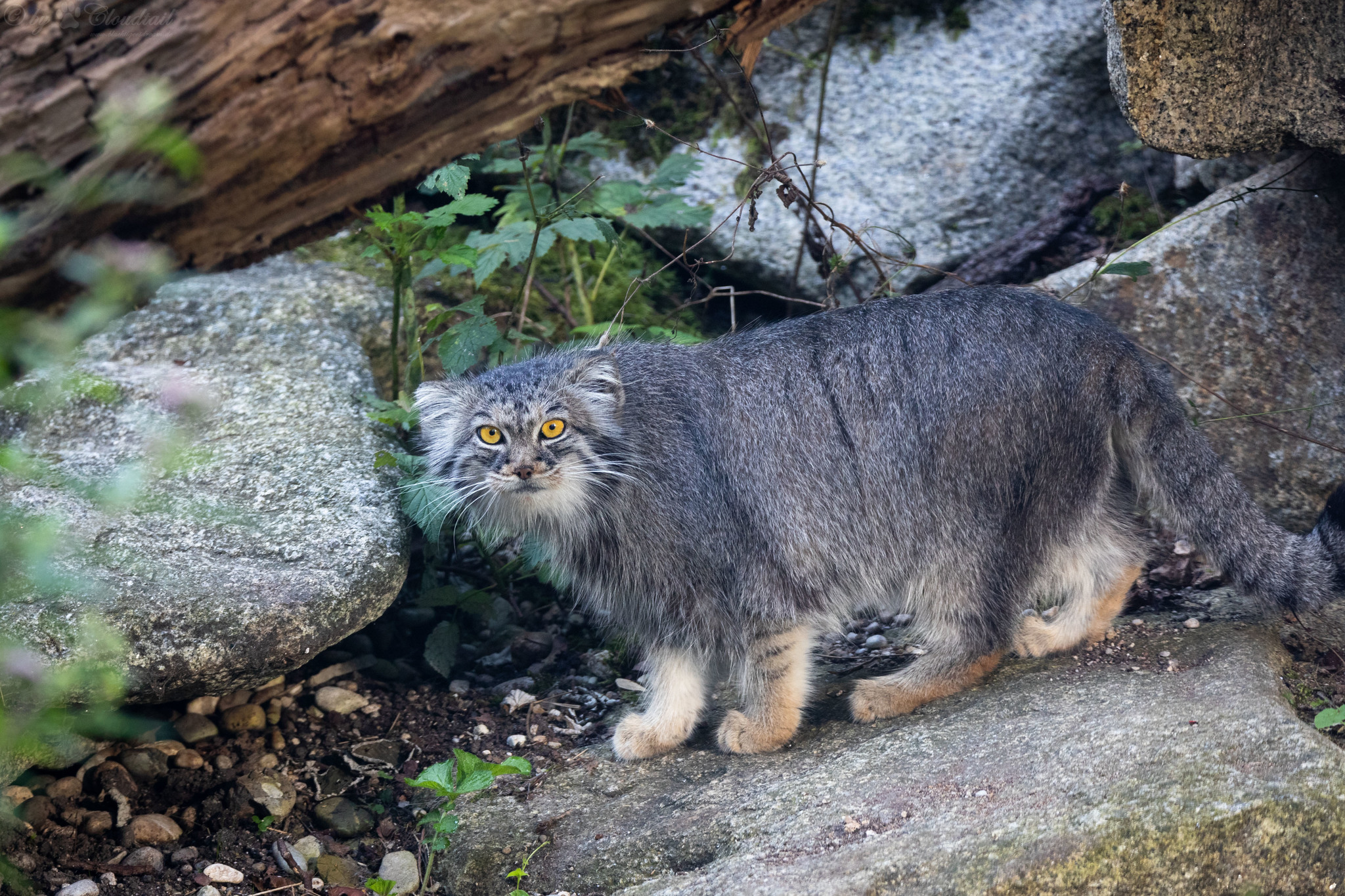 twenty five manuls - Pallas' cat, Pet the cat, Iron, Wild animals, Predatory animals, Cat family, Small cats, Fluffy, The photo, Rare view, Longpost