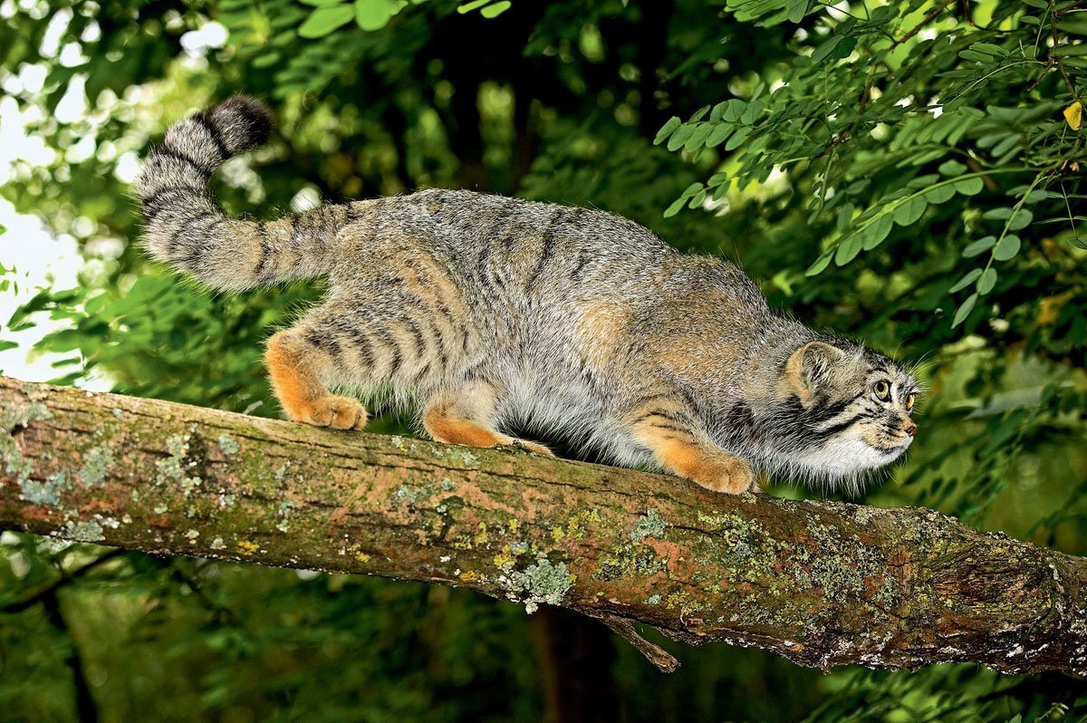 twenty five manuls - Pallas' cat, Pet the cat, Iron, Wild animals, Predatory animals, Cat family, Small cats, Fluffy, The photo, Rare view, Longpost