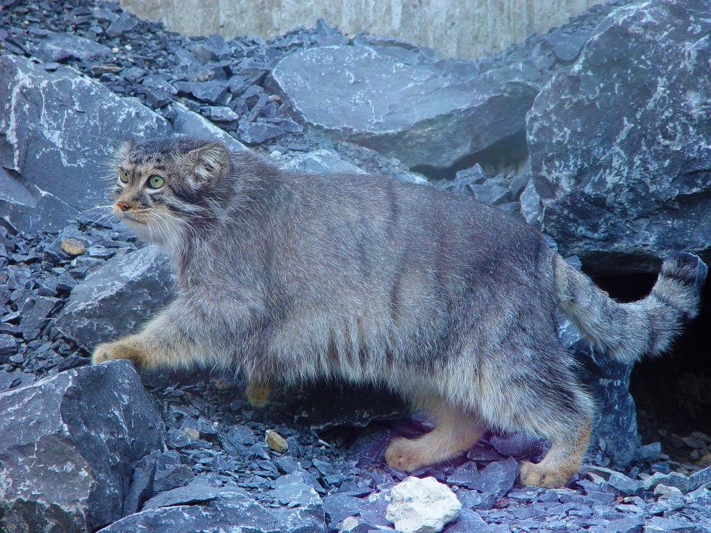 twenty five manuls - Pallas' cat, Pet the cat, Iron, Wild animals, Predatory animals, Cat family, Small cats, Fluffy, The photo, Rare view, Longpost