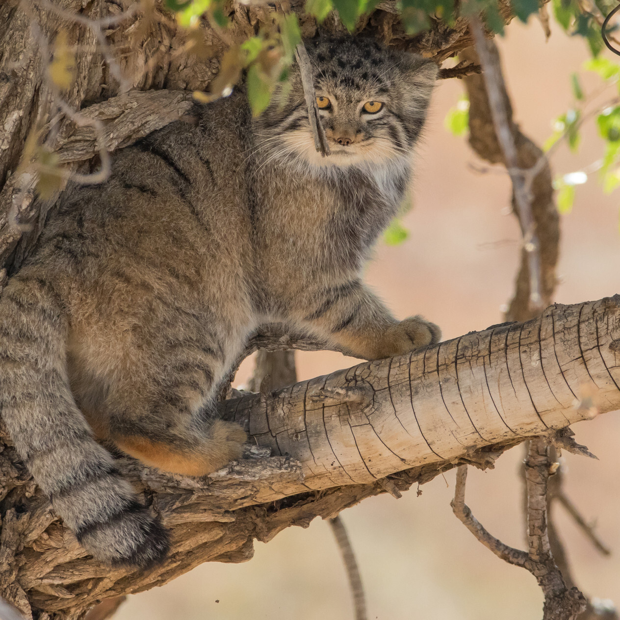 twenty five manuls - Pallas' cat, Pet the cat, Iron, Wild animals, Predatory animals, Cat family, Small cats, Fluffy, The photo, Rare view, Longpost